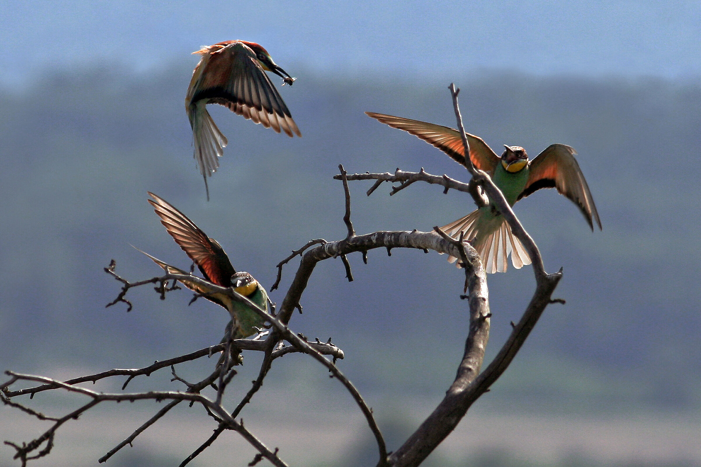 Zolny 2 (Merops apiaster)
