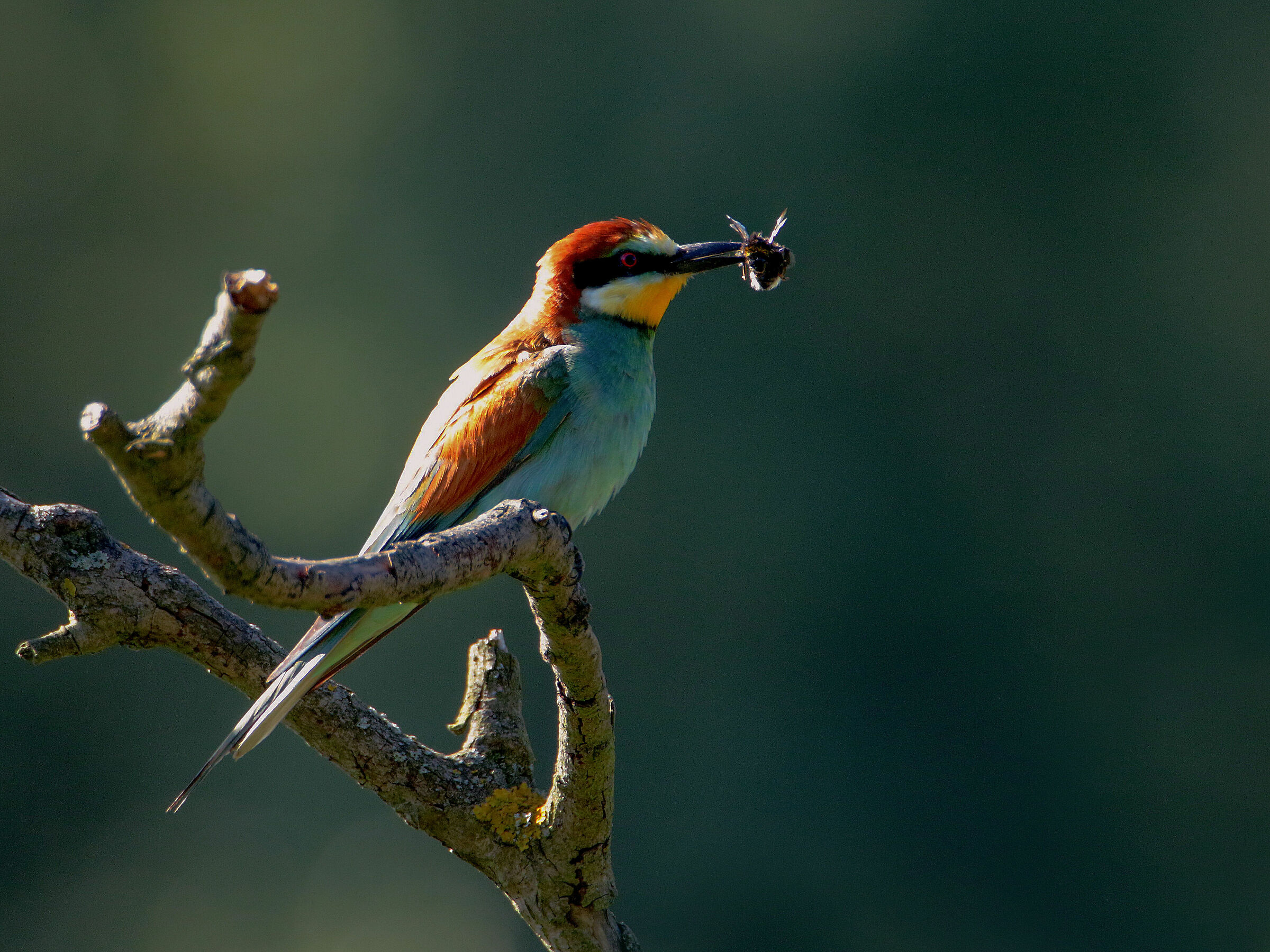 Zolna (Merops apiaster)