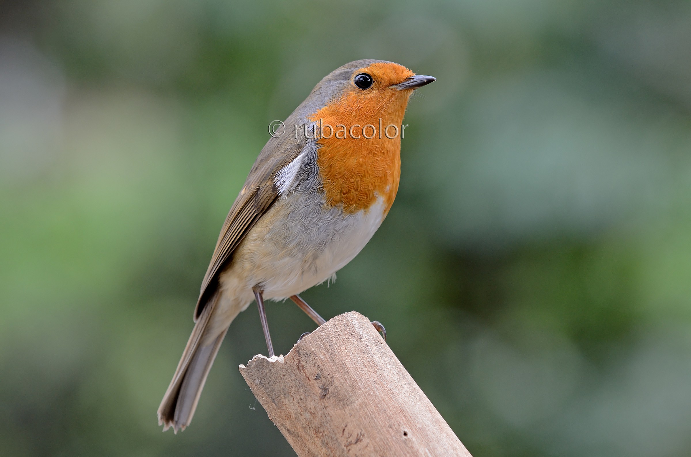 Robin Nr 101