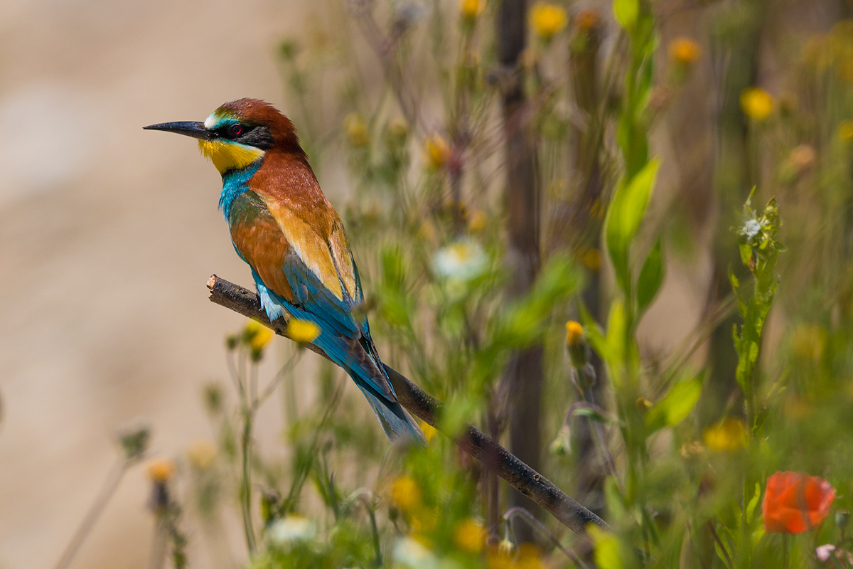 Bee-eater and flowers