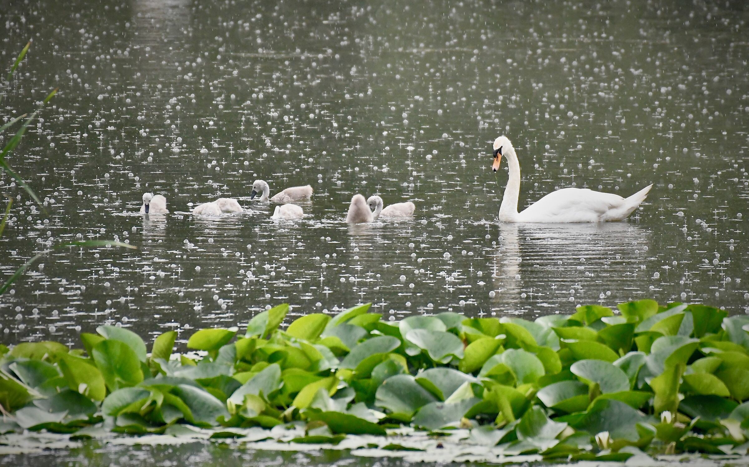 THE PHOTO OF THE DAY