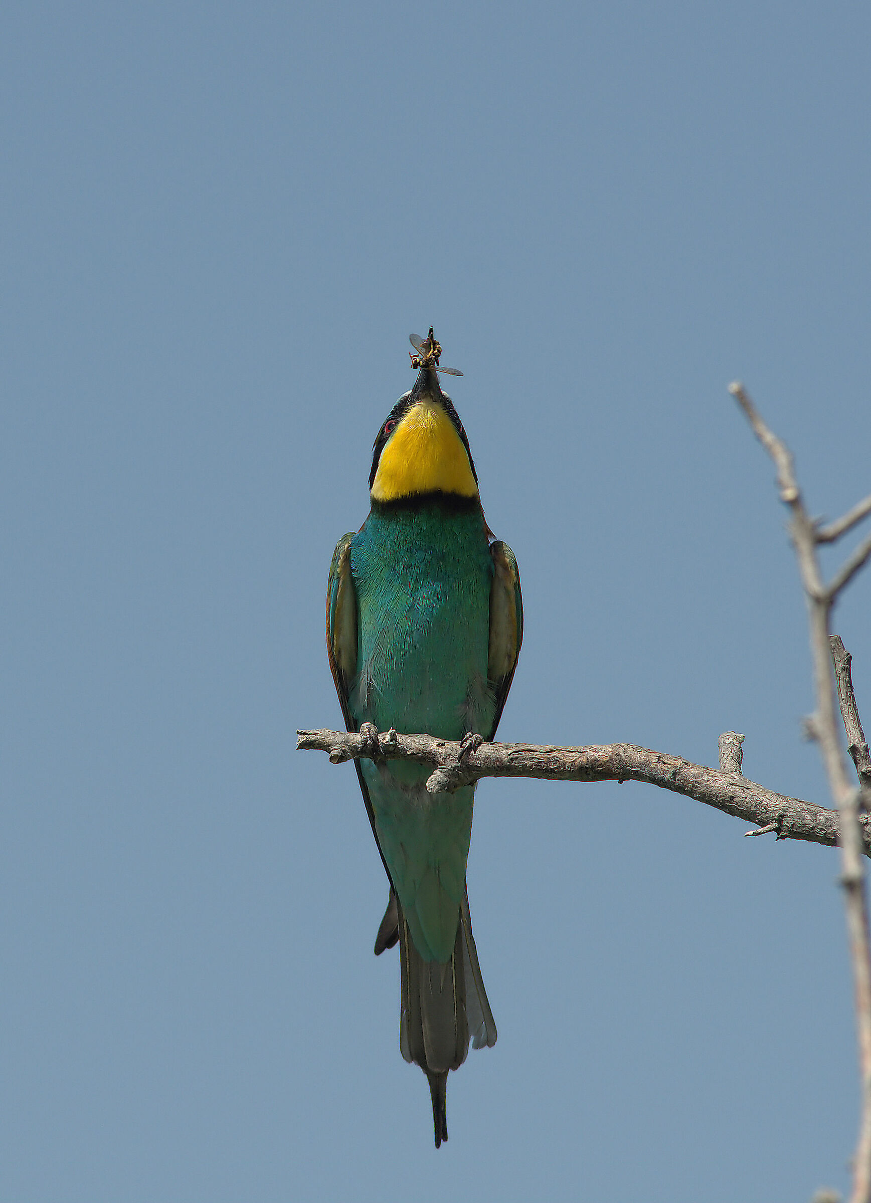 Bee-eater