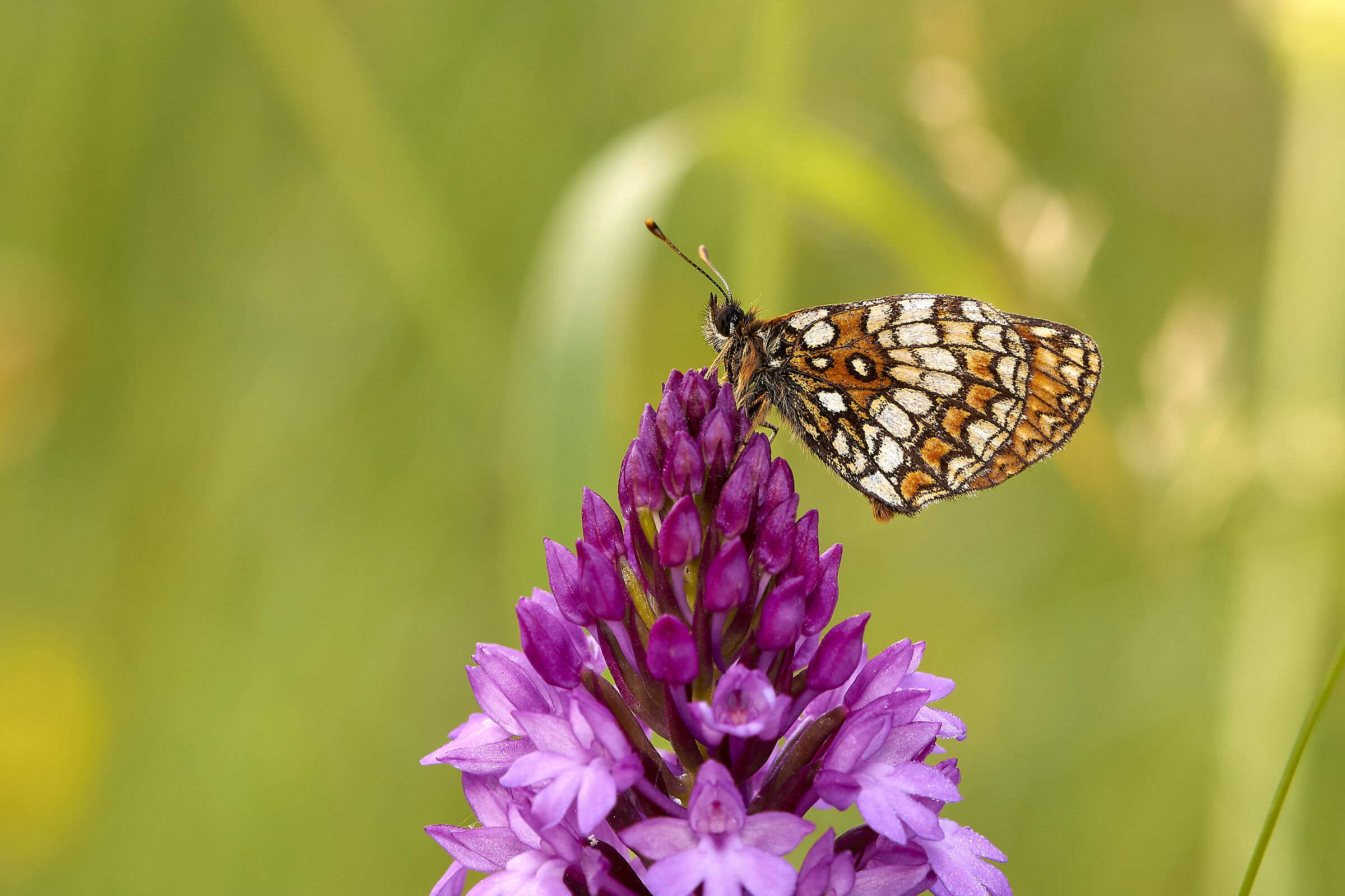 Melitaea Miqqez (?) on Giglione