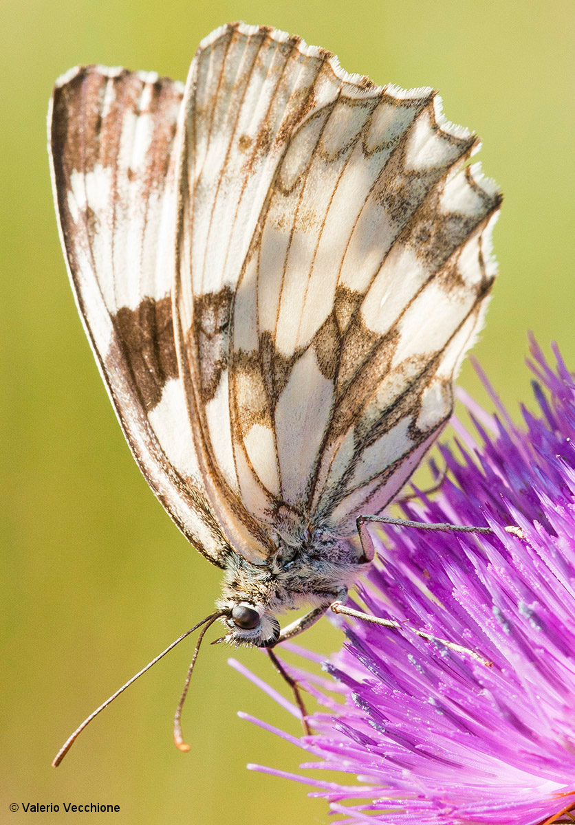 Melanargia Galathea