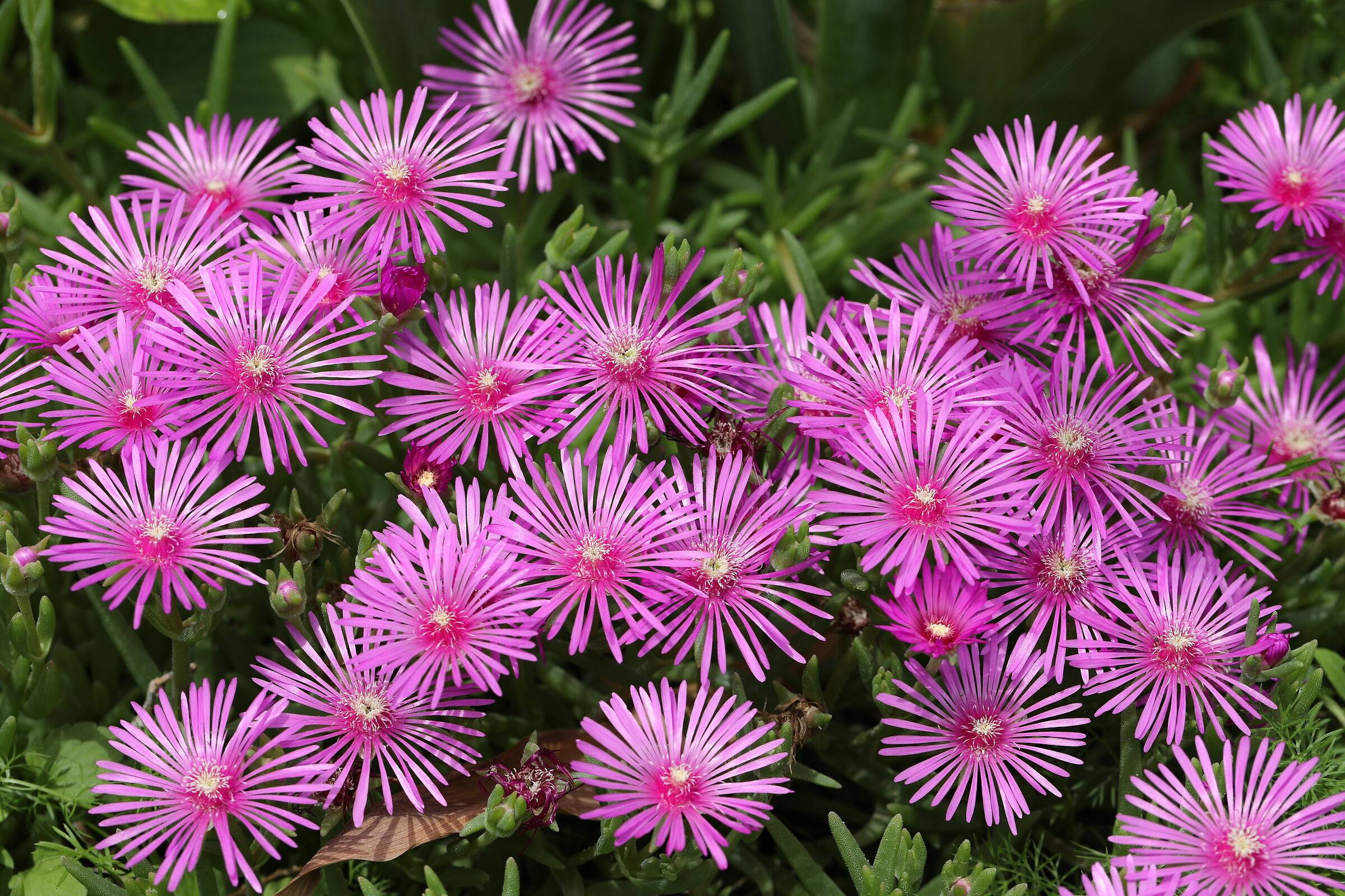 Lampranthus spectabilis