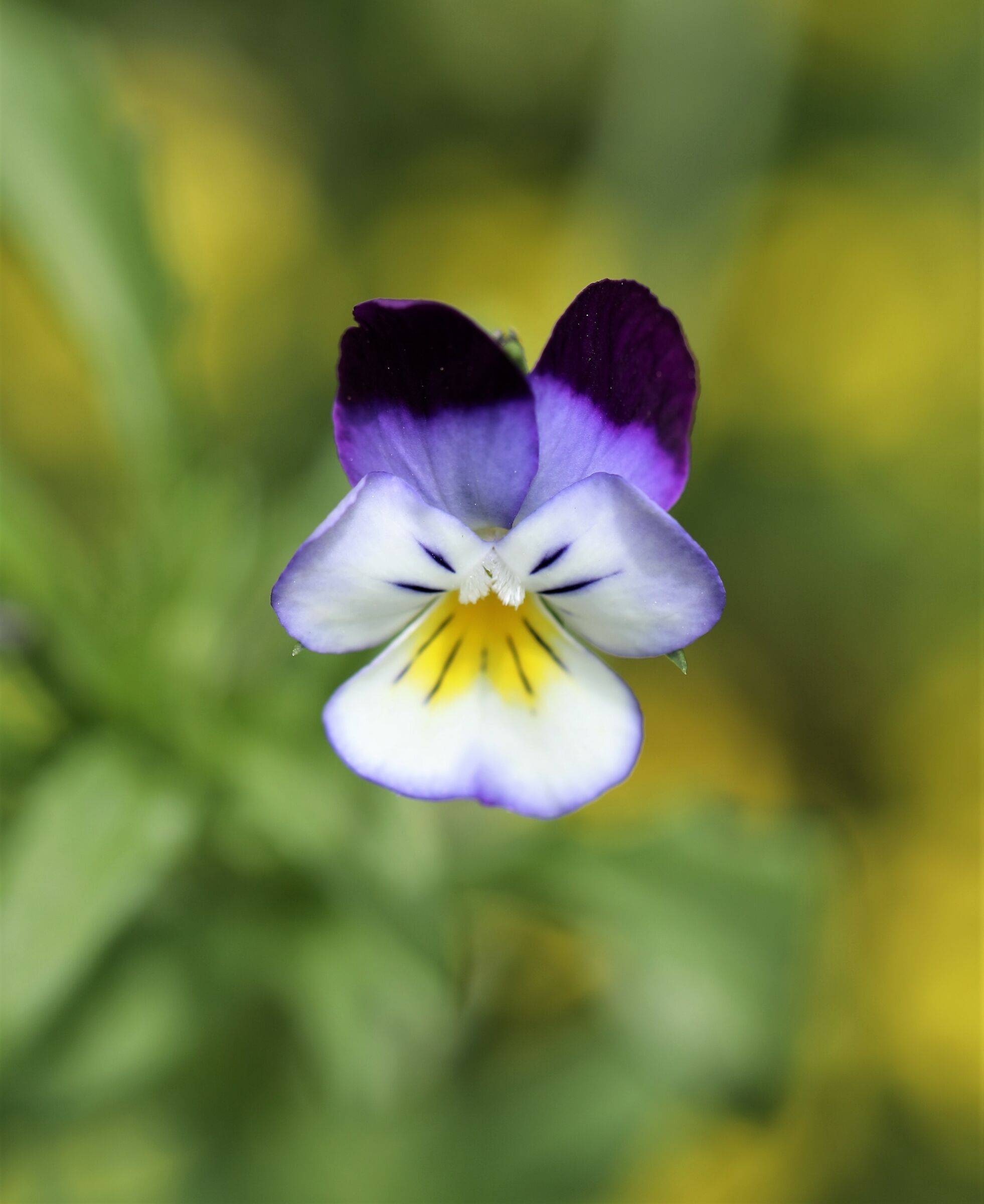Viola tricolore