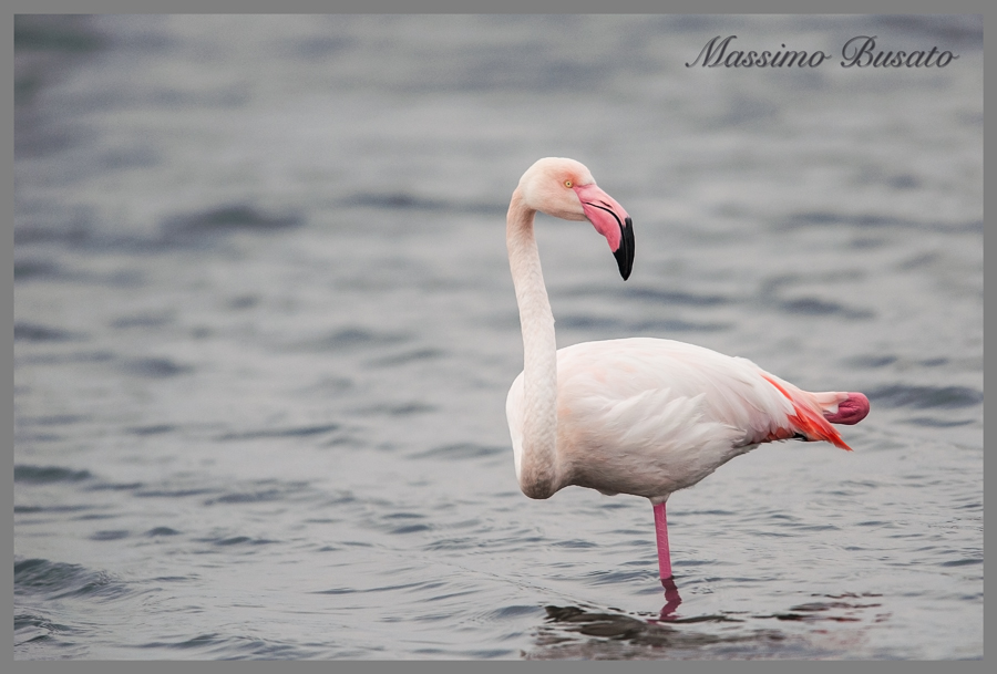 fenicottero rosa