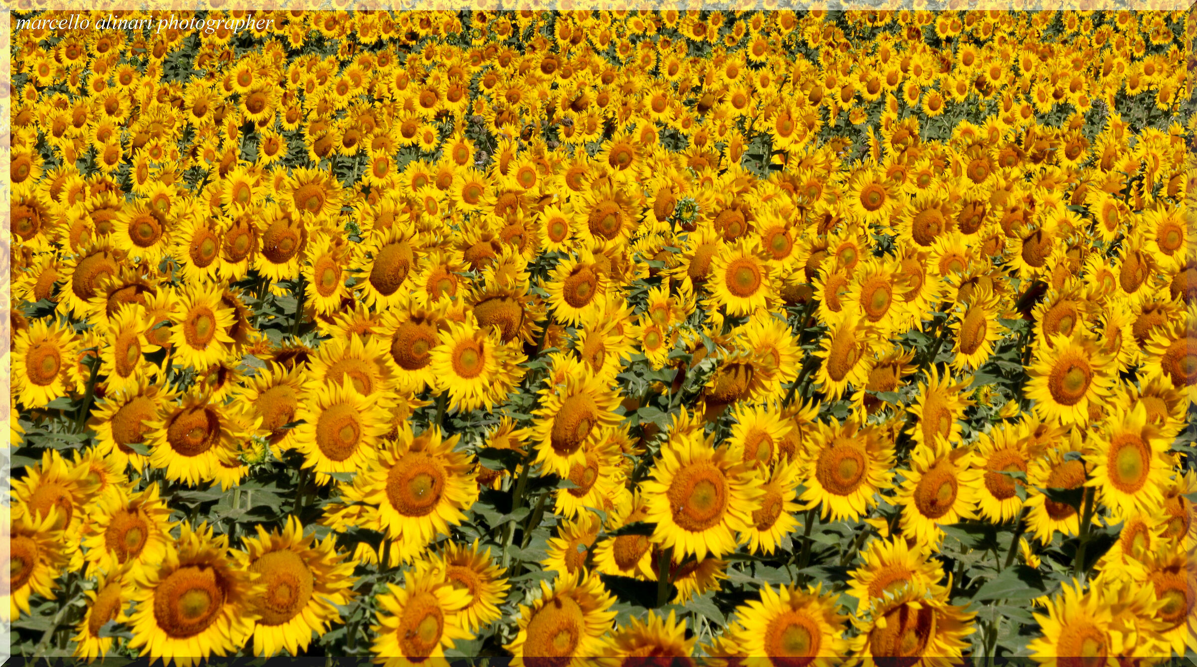 girasoli cosi' belli ho da rivederli