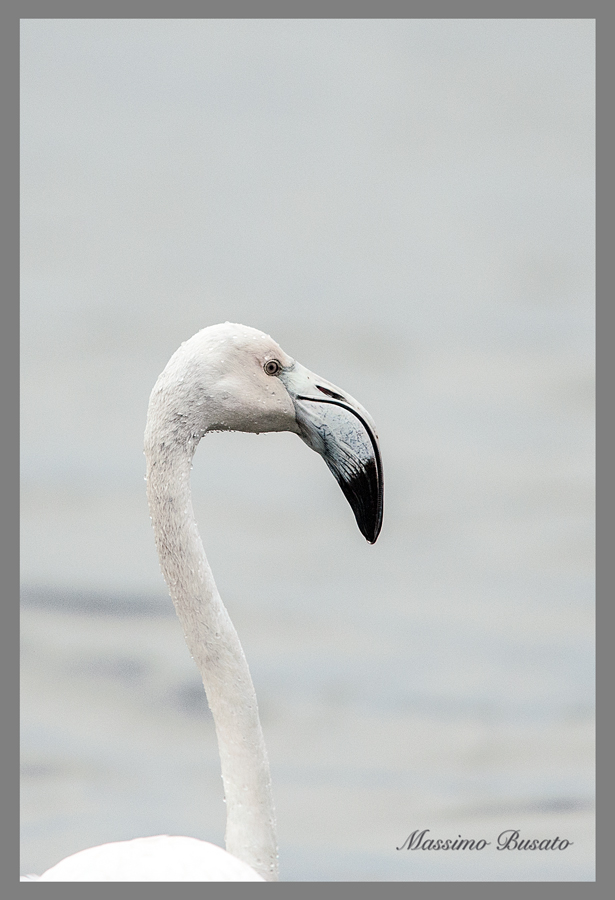 fritratto di fenicottero rosa