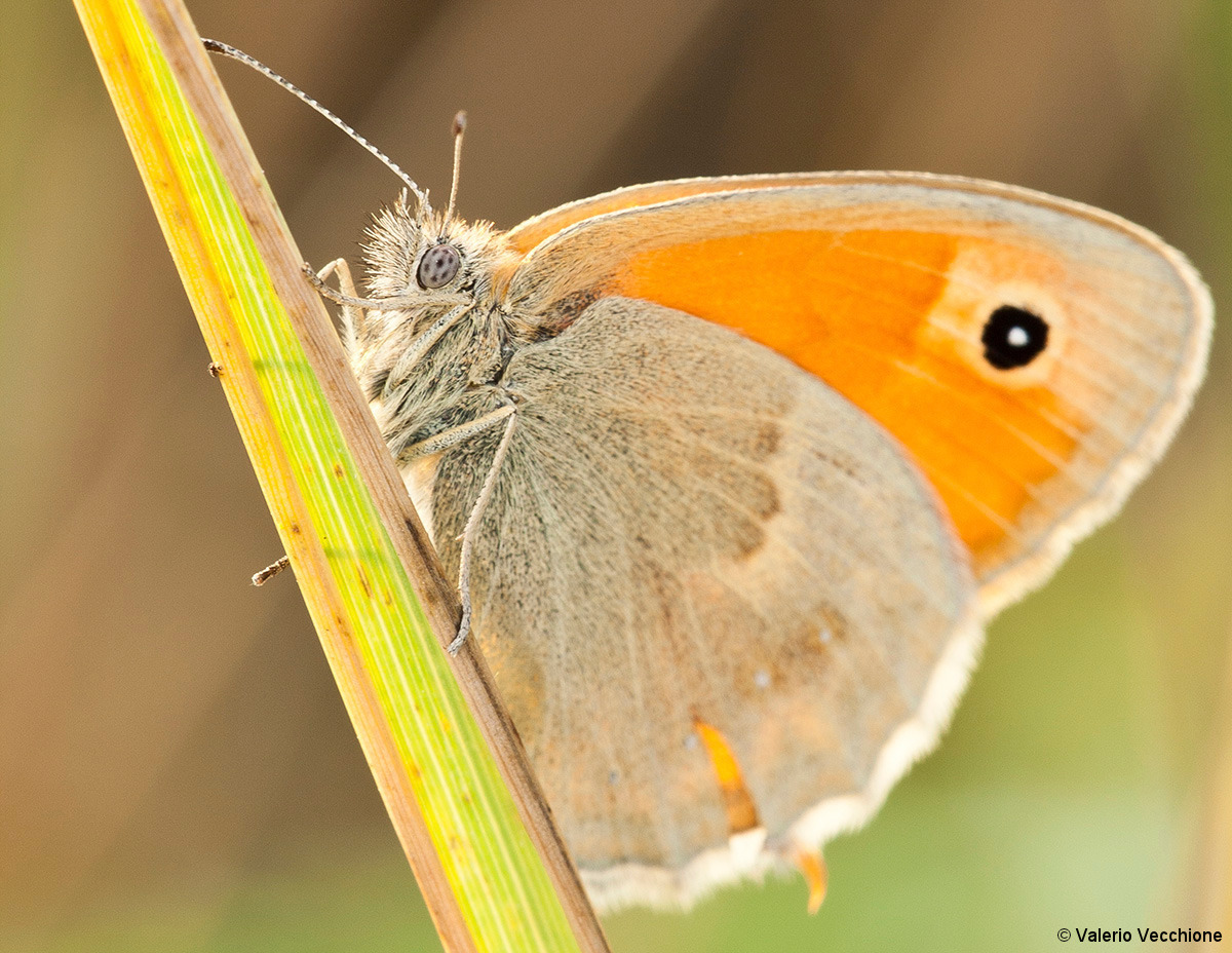 Maniola jurtina (female)