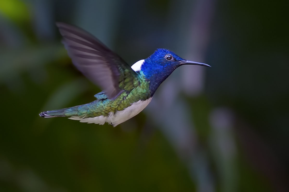 White-necked jacobin