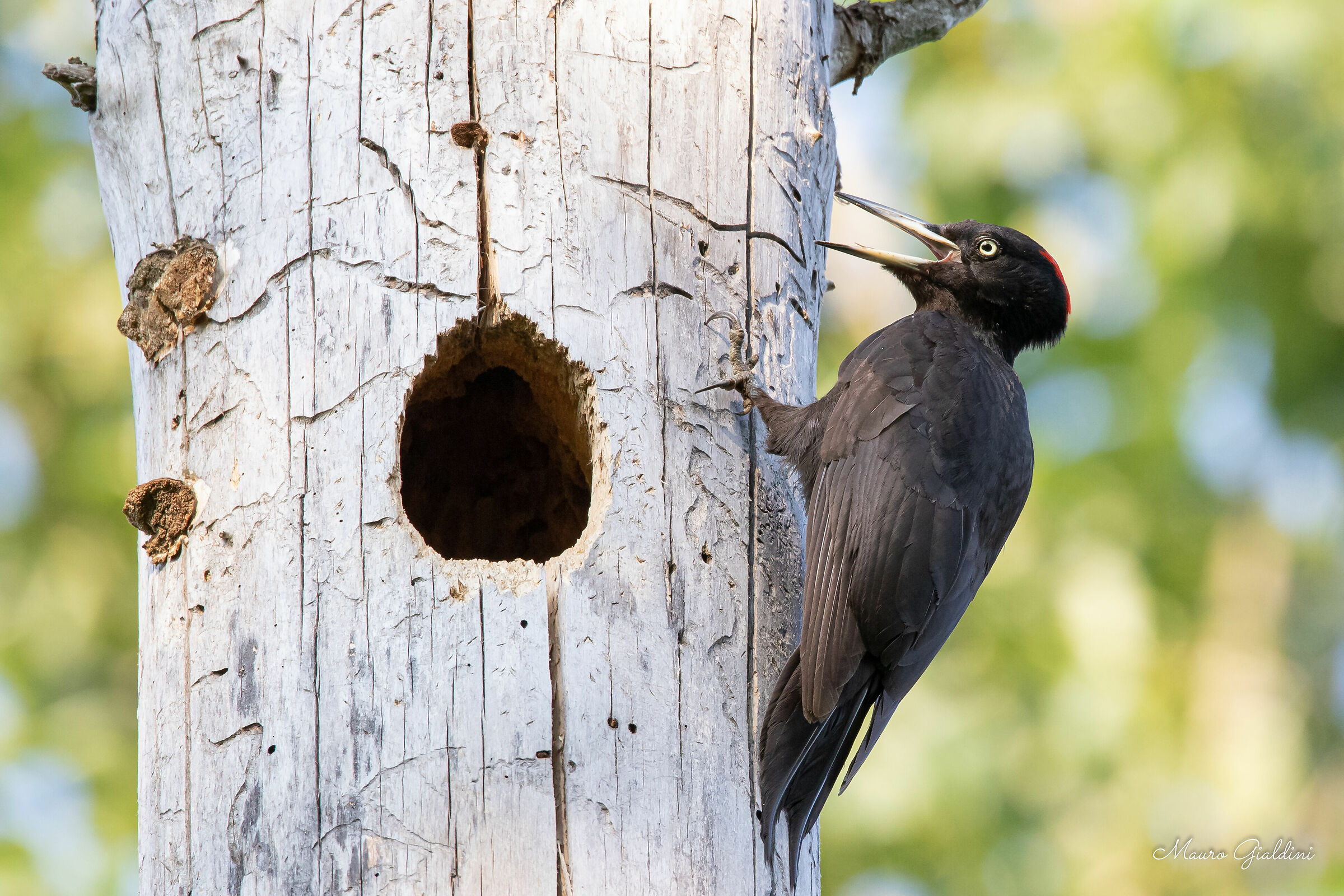 Female Black Woodpeckers