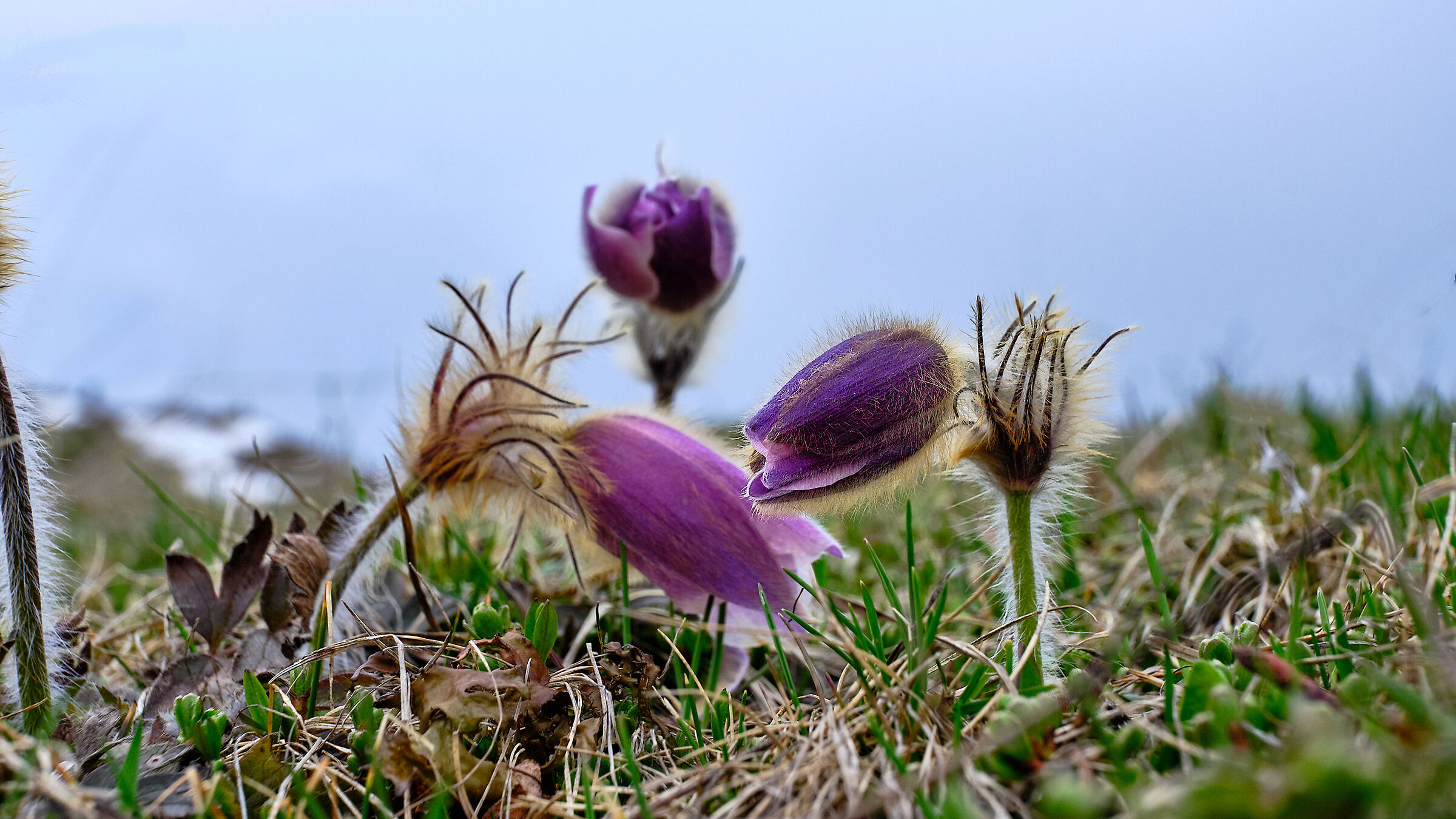 Pulsatilla