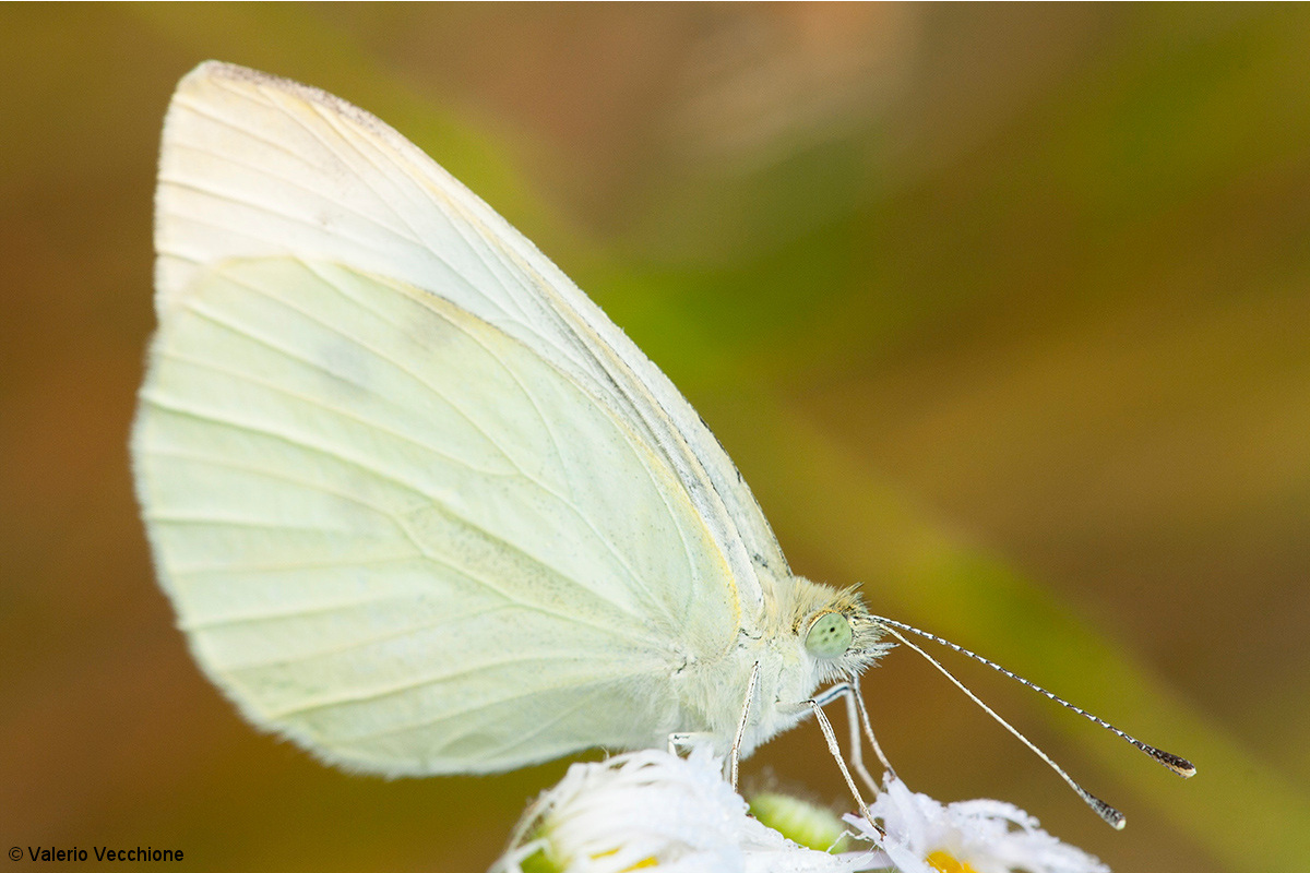 Pieris rapae (Cabbage Minor)