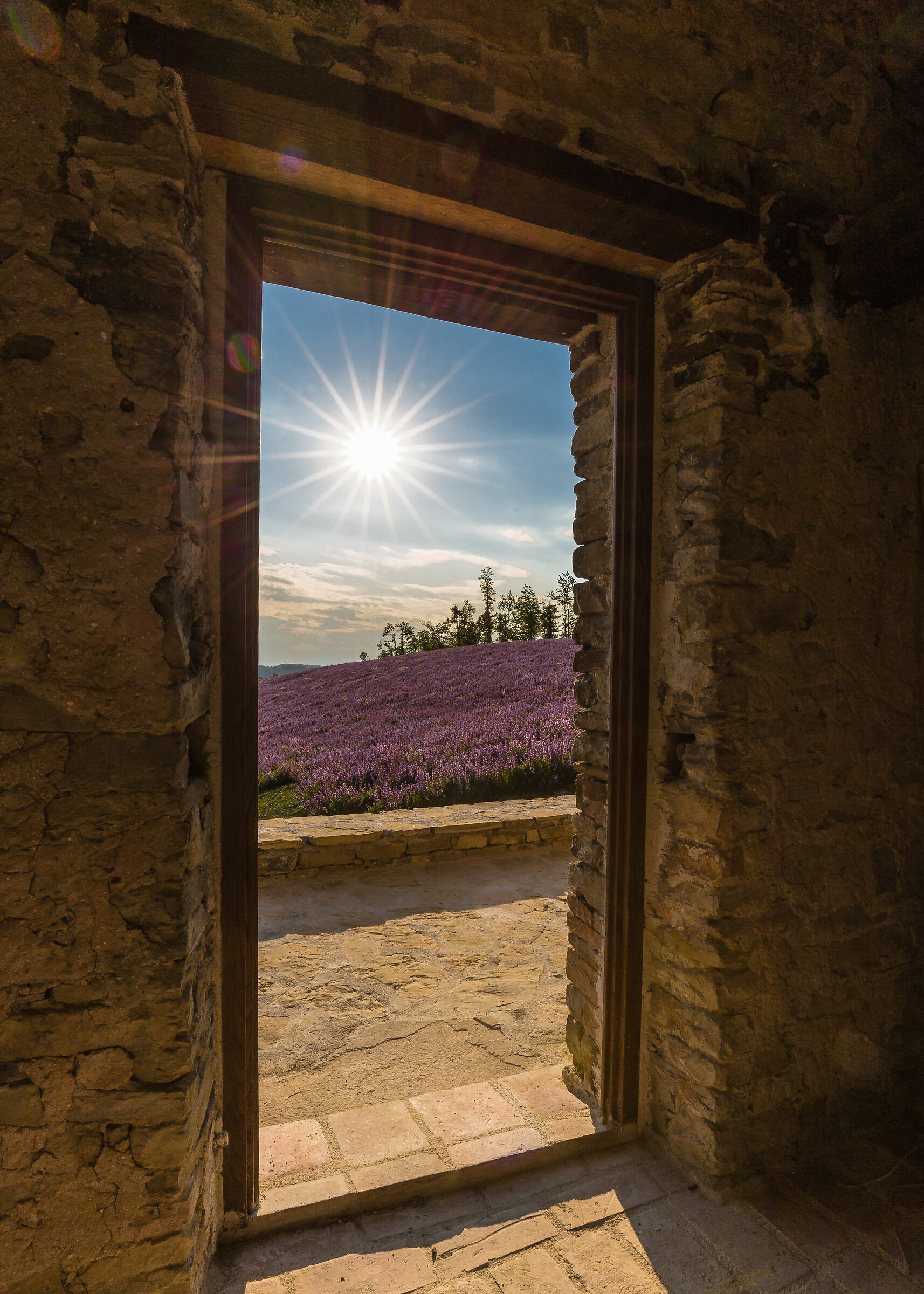 The sage is in bloom and the sun is high strength we go out!