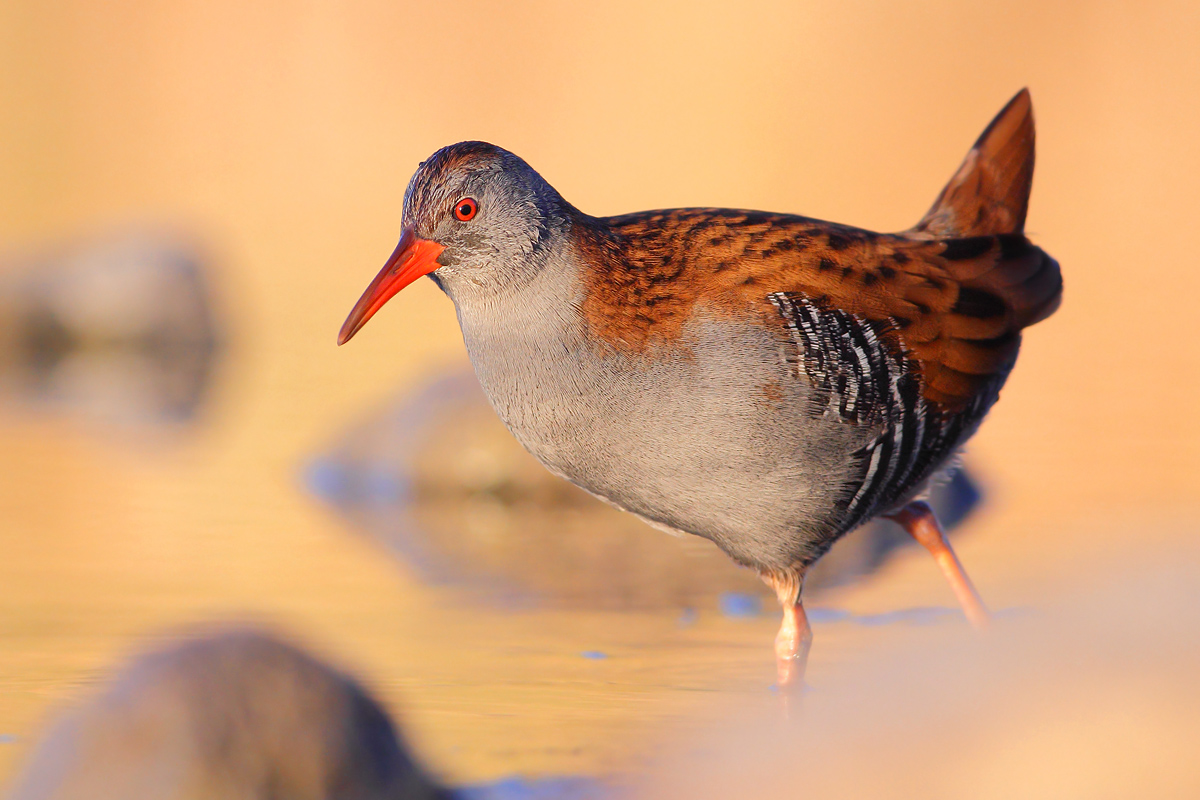 Water Rail