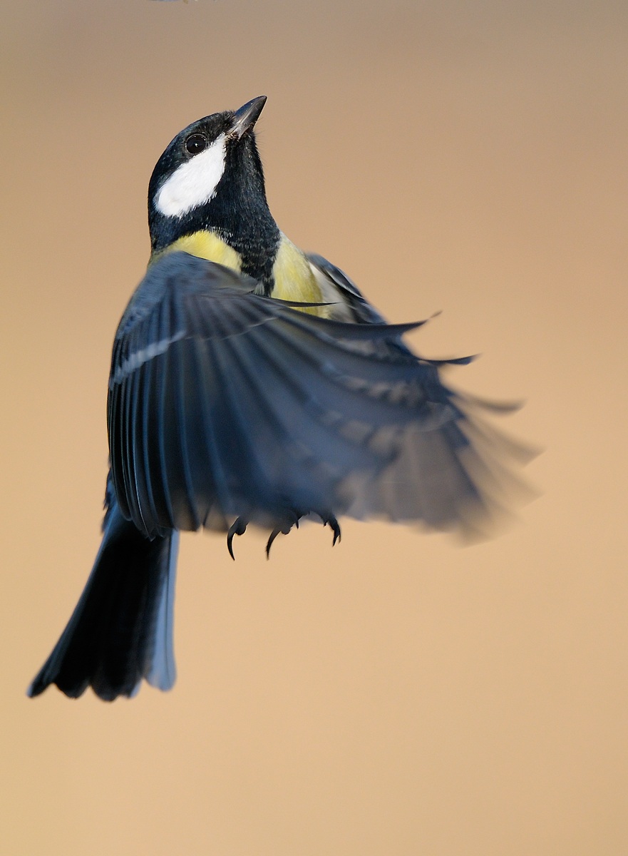 Another great tit