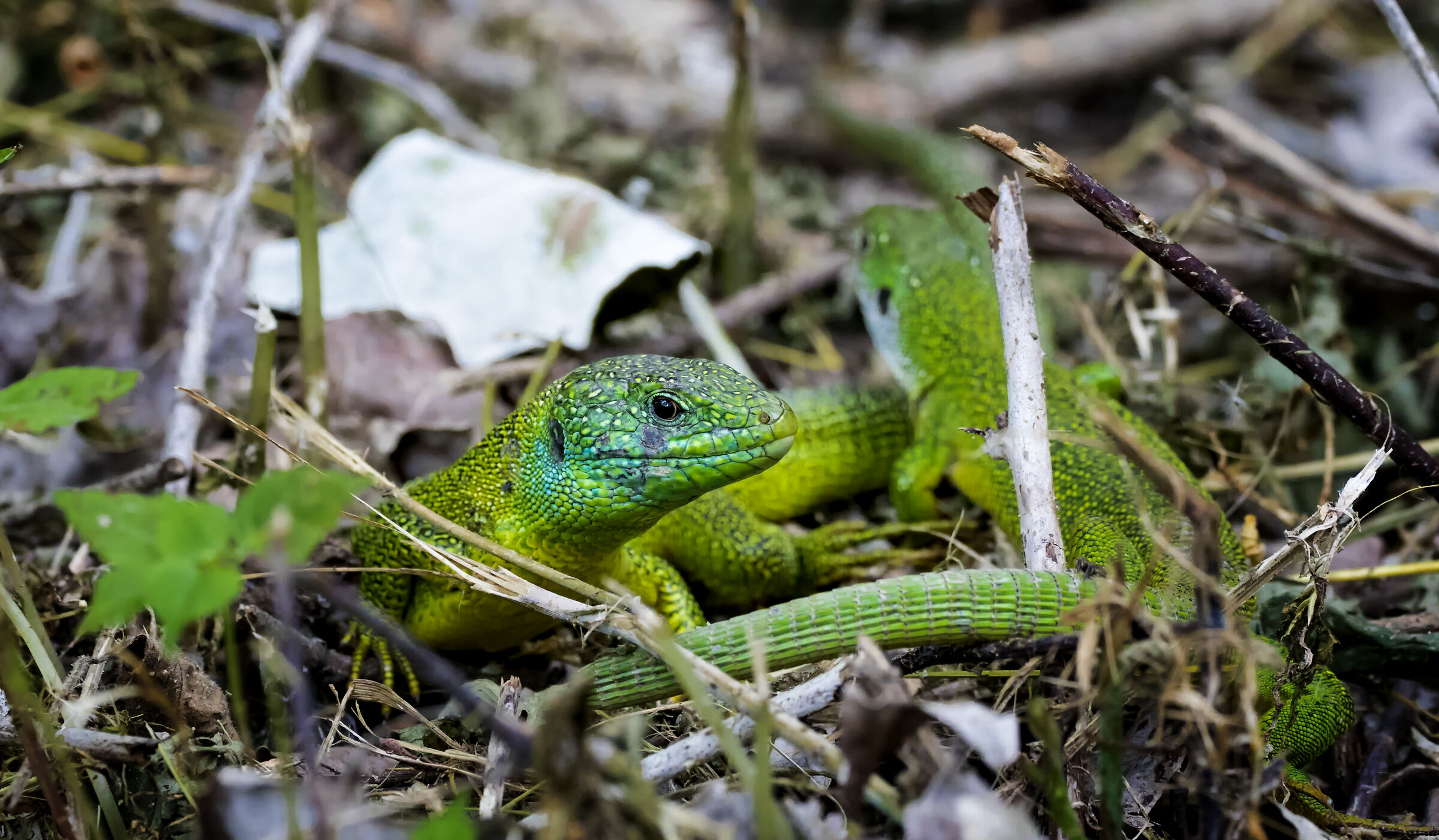 Green Lizards