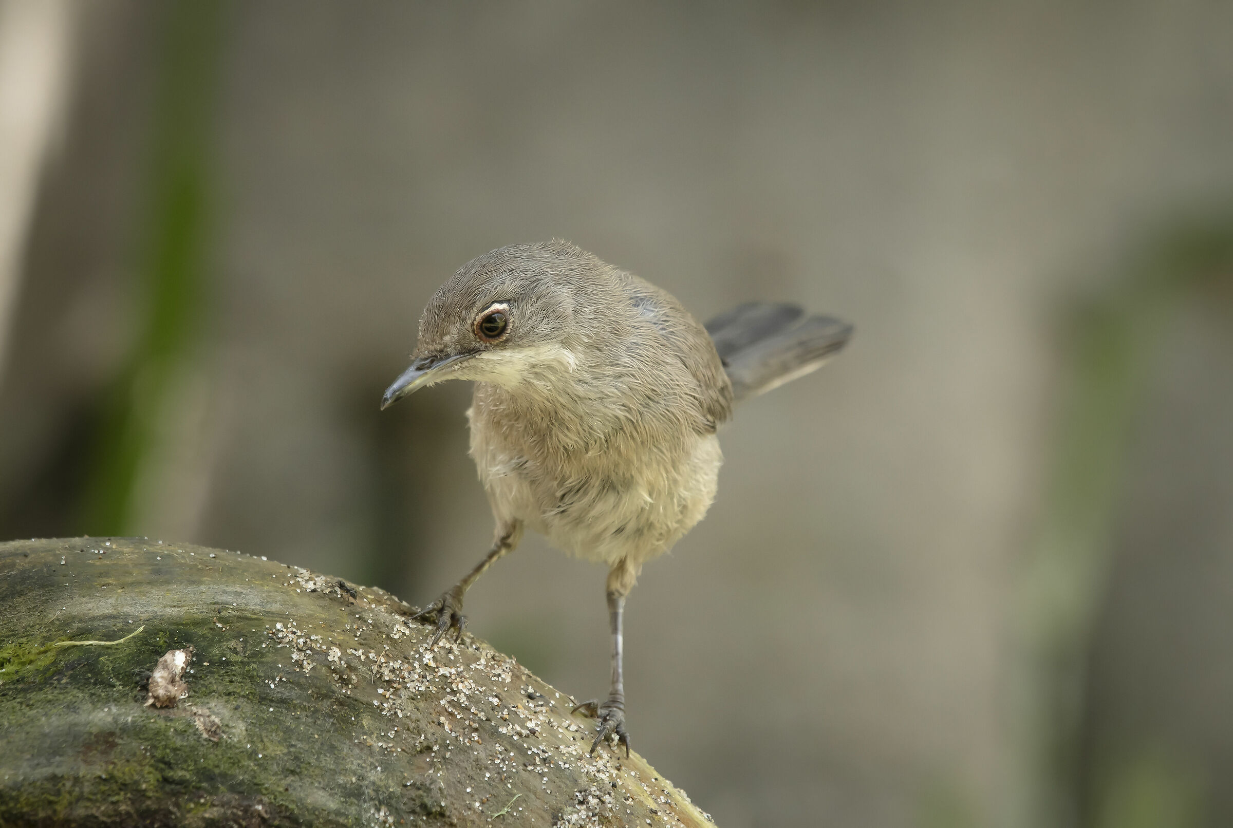 Giovane Occhiocotto2019