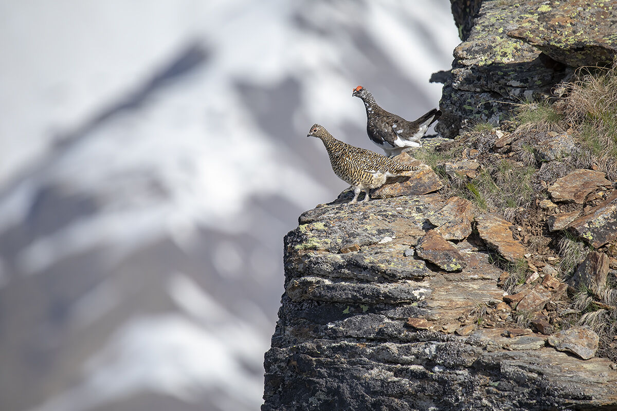 Couple of white Partici