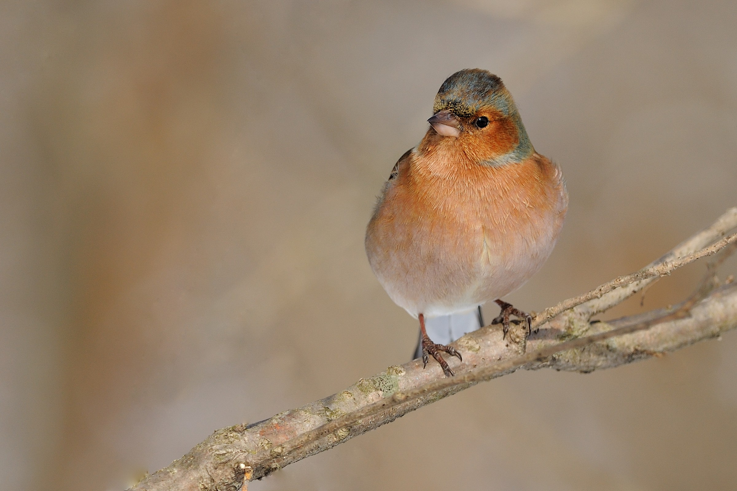 Chaffinch m.