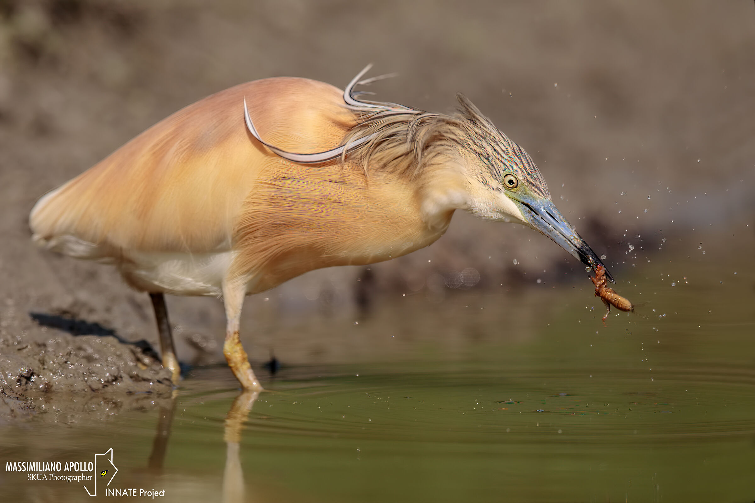 il lavaggio del pasto..
