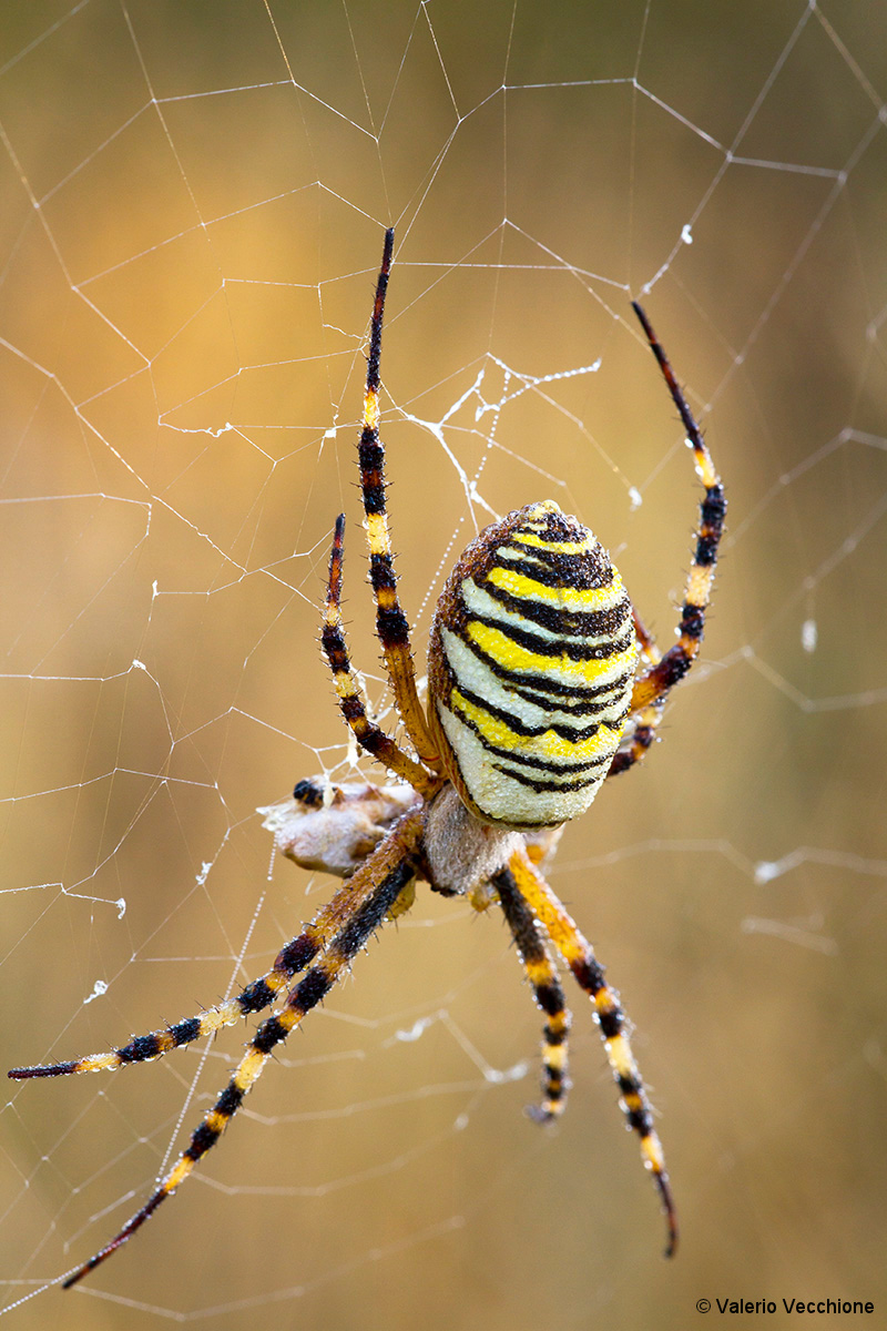 Argiope bruennichi (female Spider Wasp)