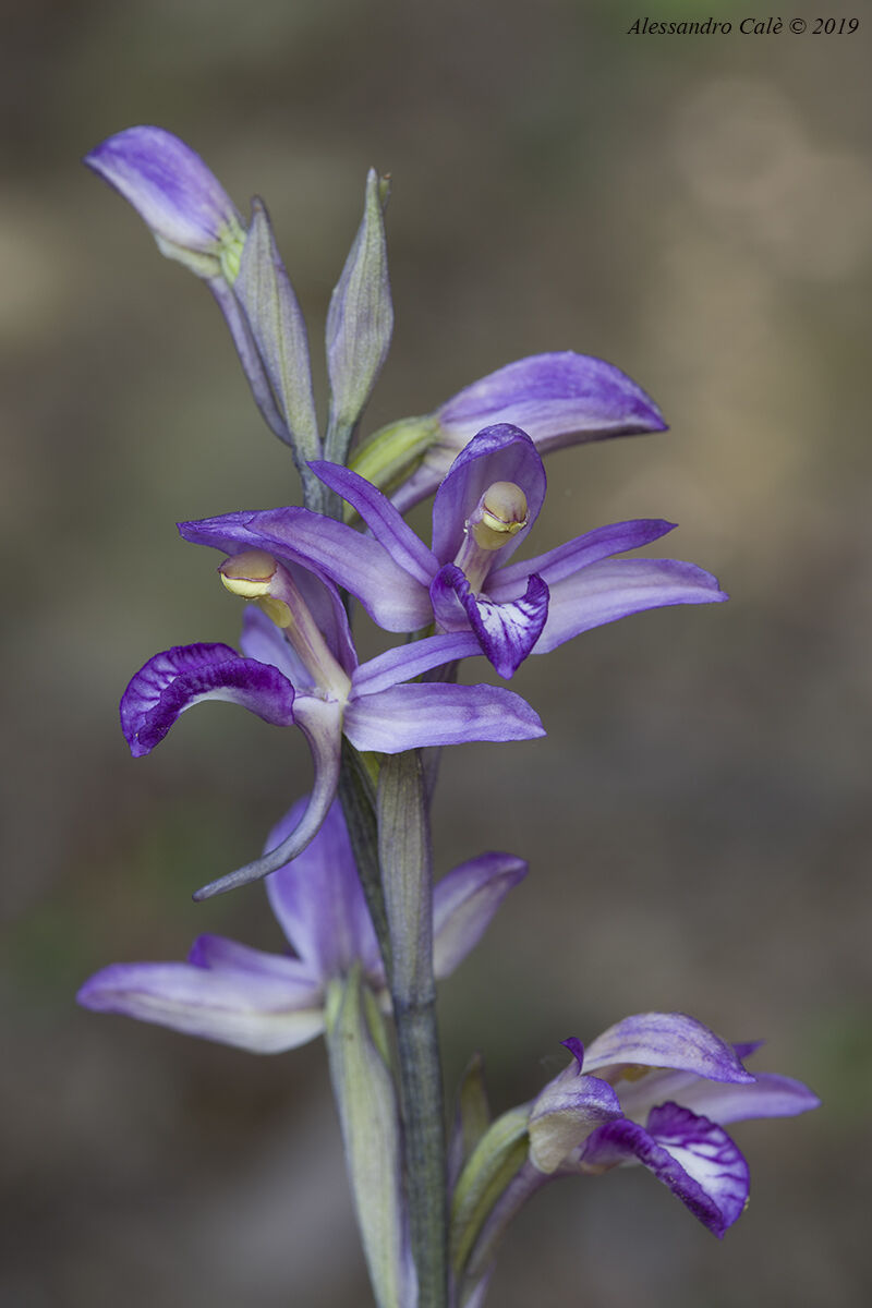 Limodorum abortivum 0740