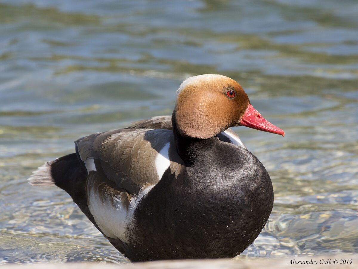 Netta rufina (Fistione turco) 1279