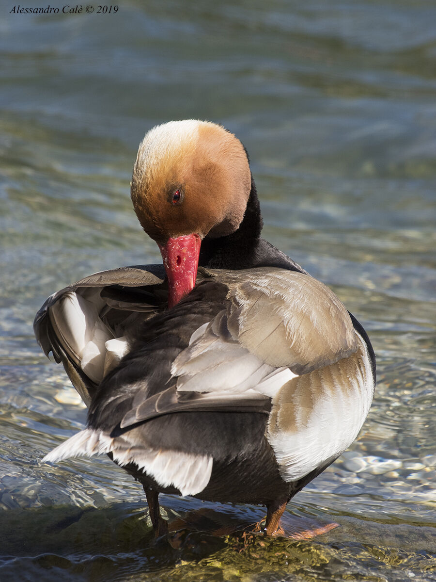 Netta rufina (Fistione turco) 1297