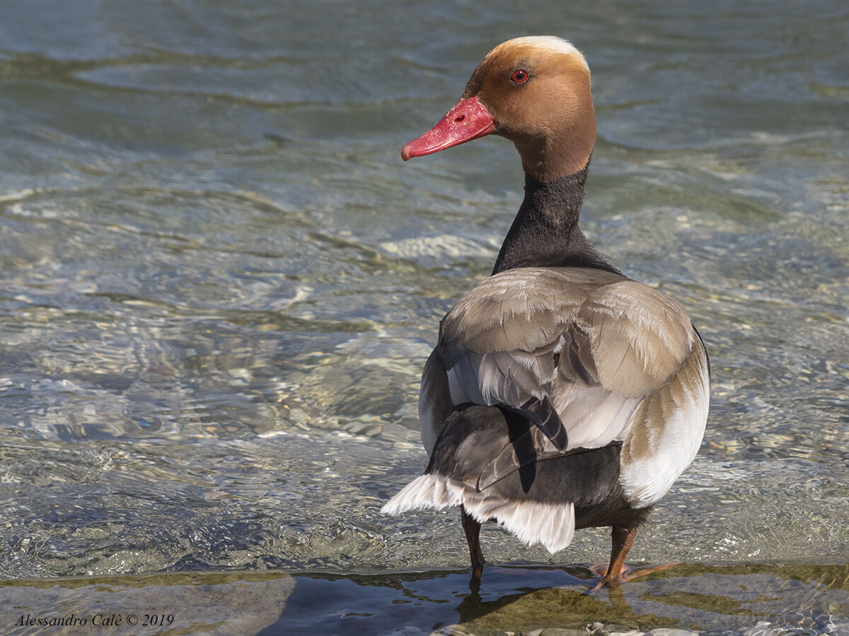 Netta rufina (Fistione turco) 1313