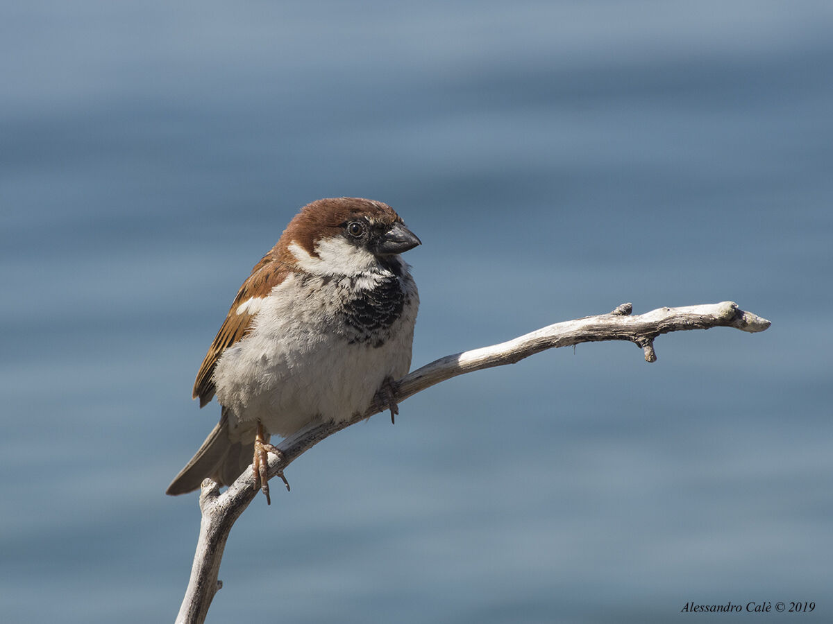 Passer italiae (Passero di Italia) 1267