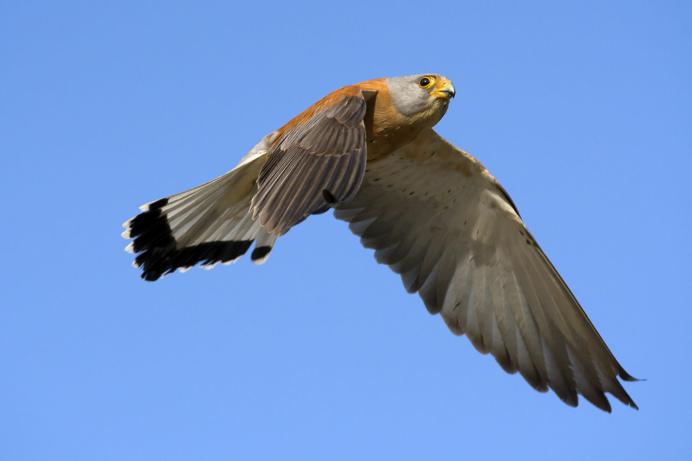Grillaio (Falco naumanni)