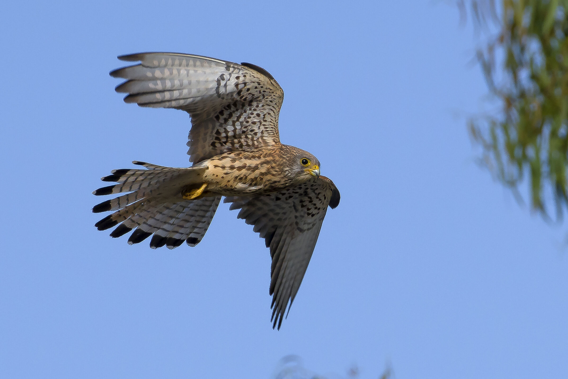 Grillaio (Falco naumanni)