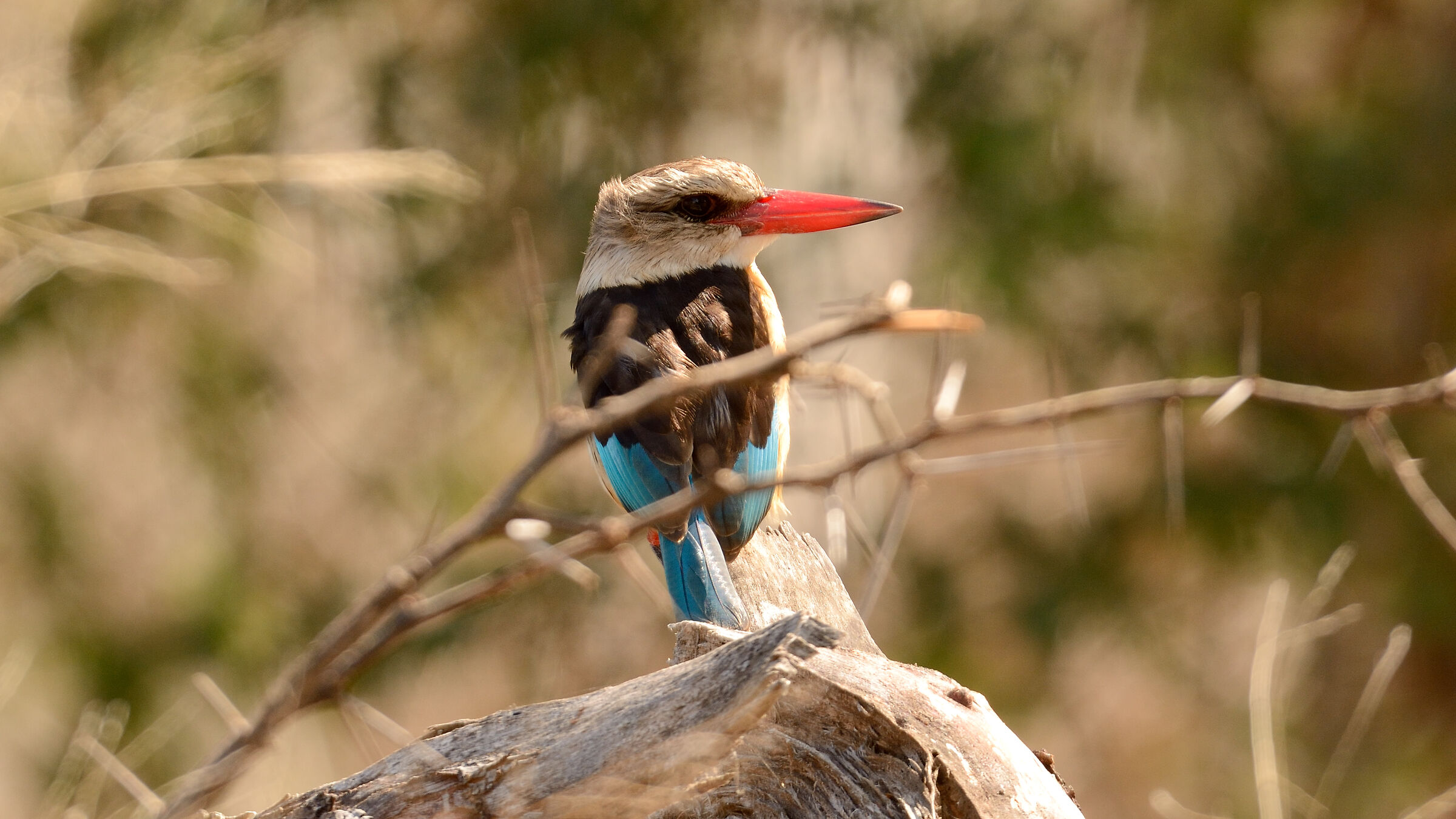 Gray Head Kingfisher