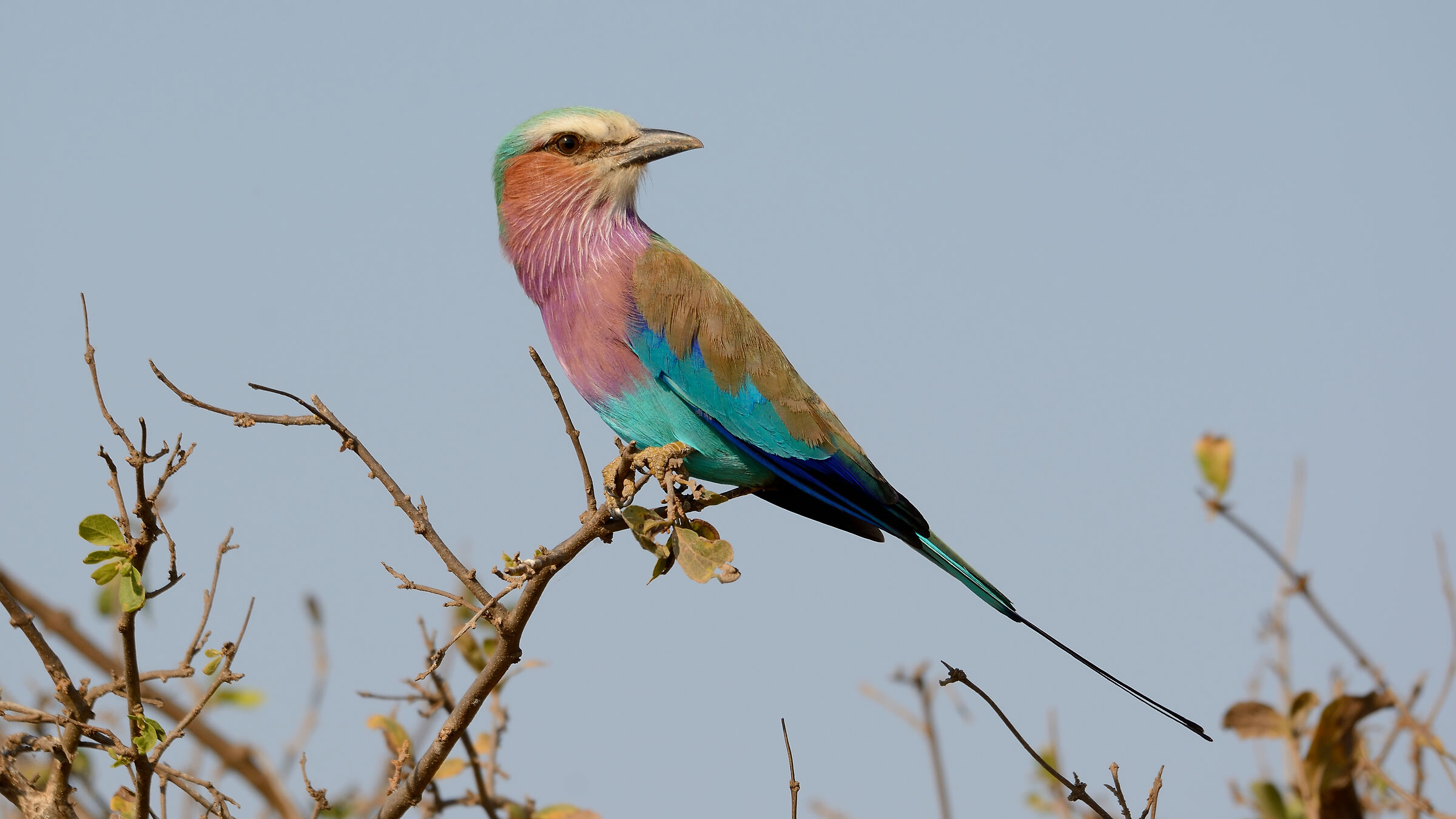Lilac Breasted Roller