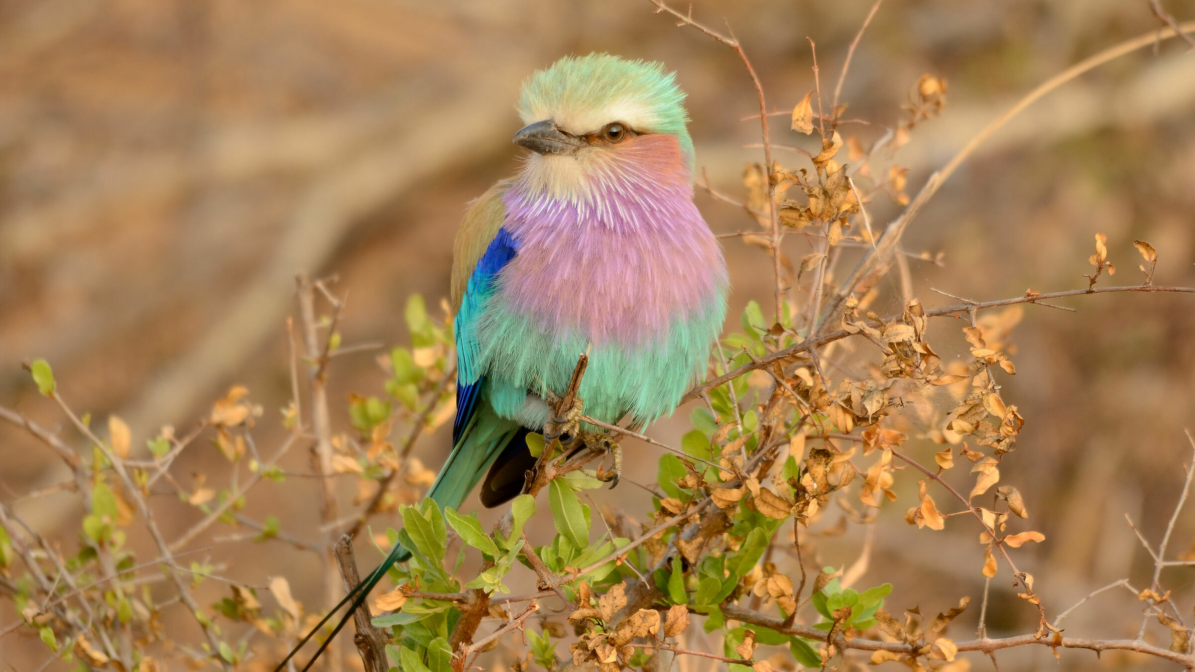 Lilac Breasted Roller