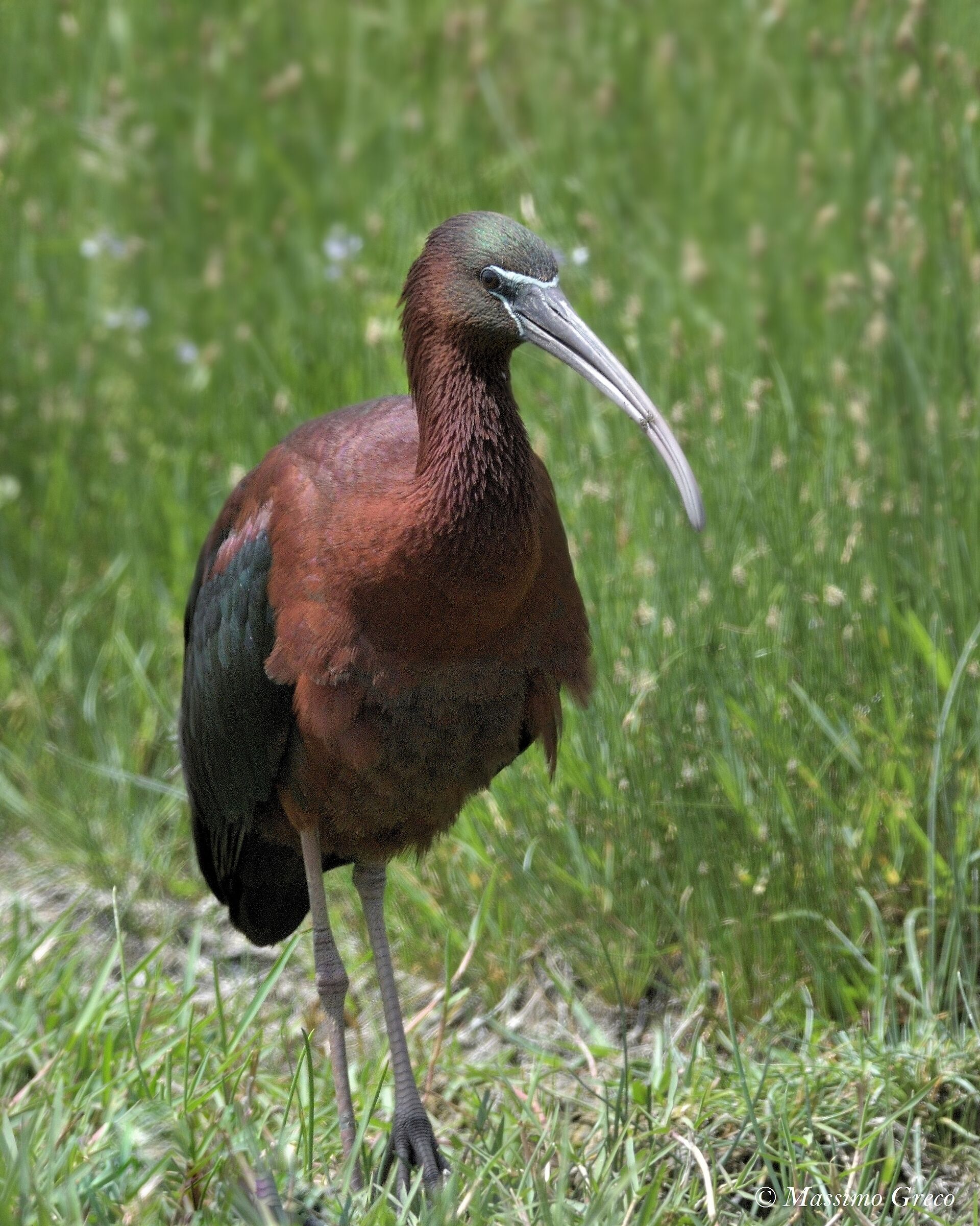 Little Finger (Plegadis falcinellus)
