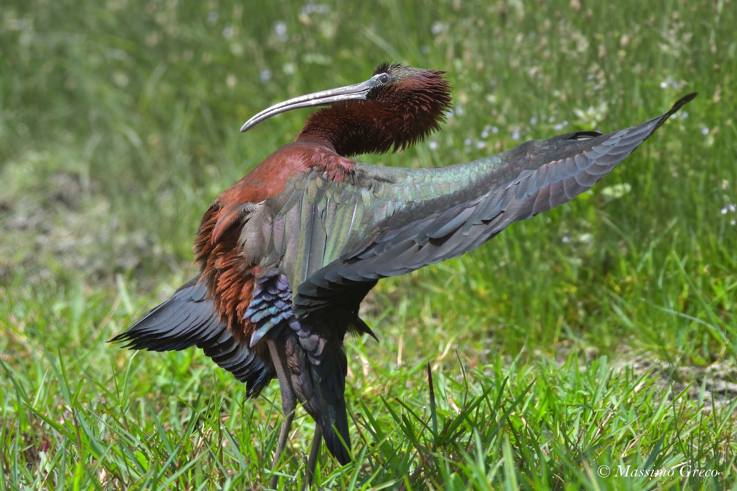 Glossy IBIS