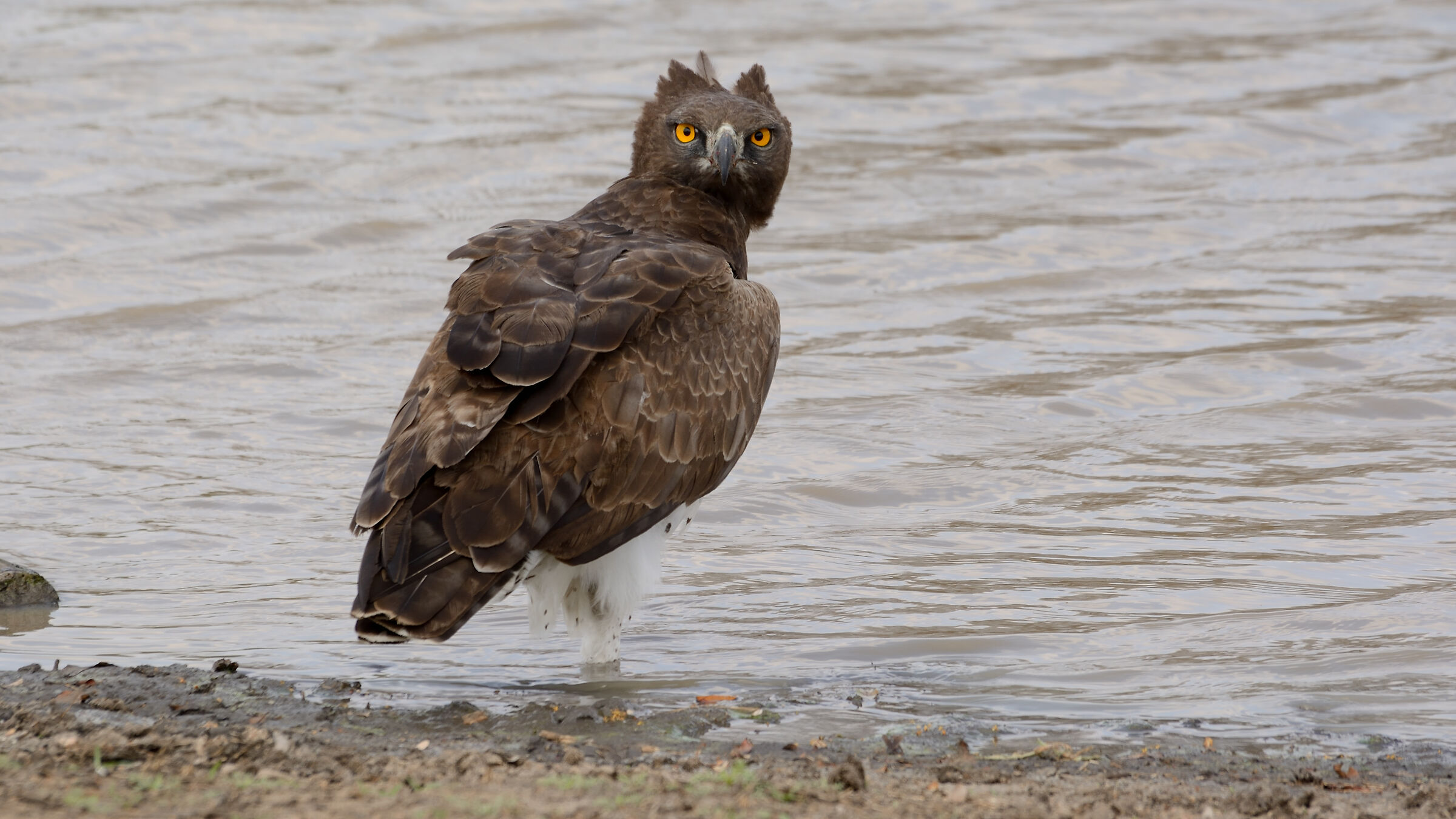 Martial Eagle