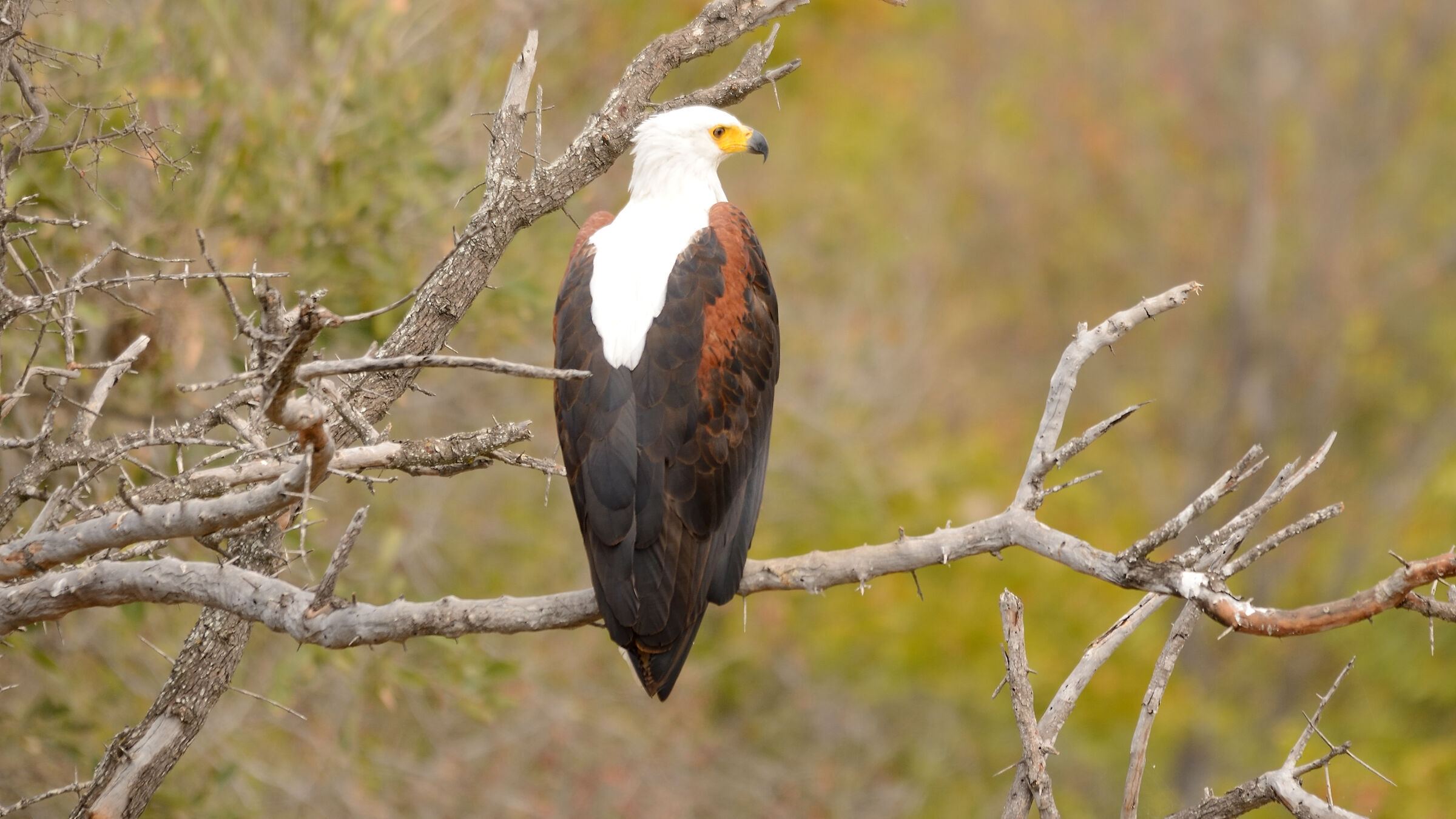 Fish Eagle