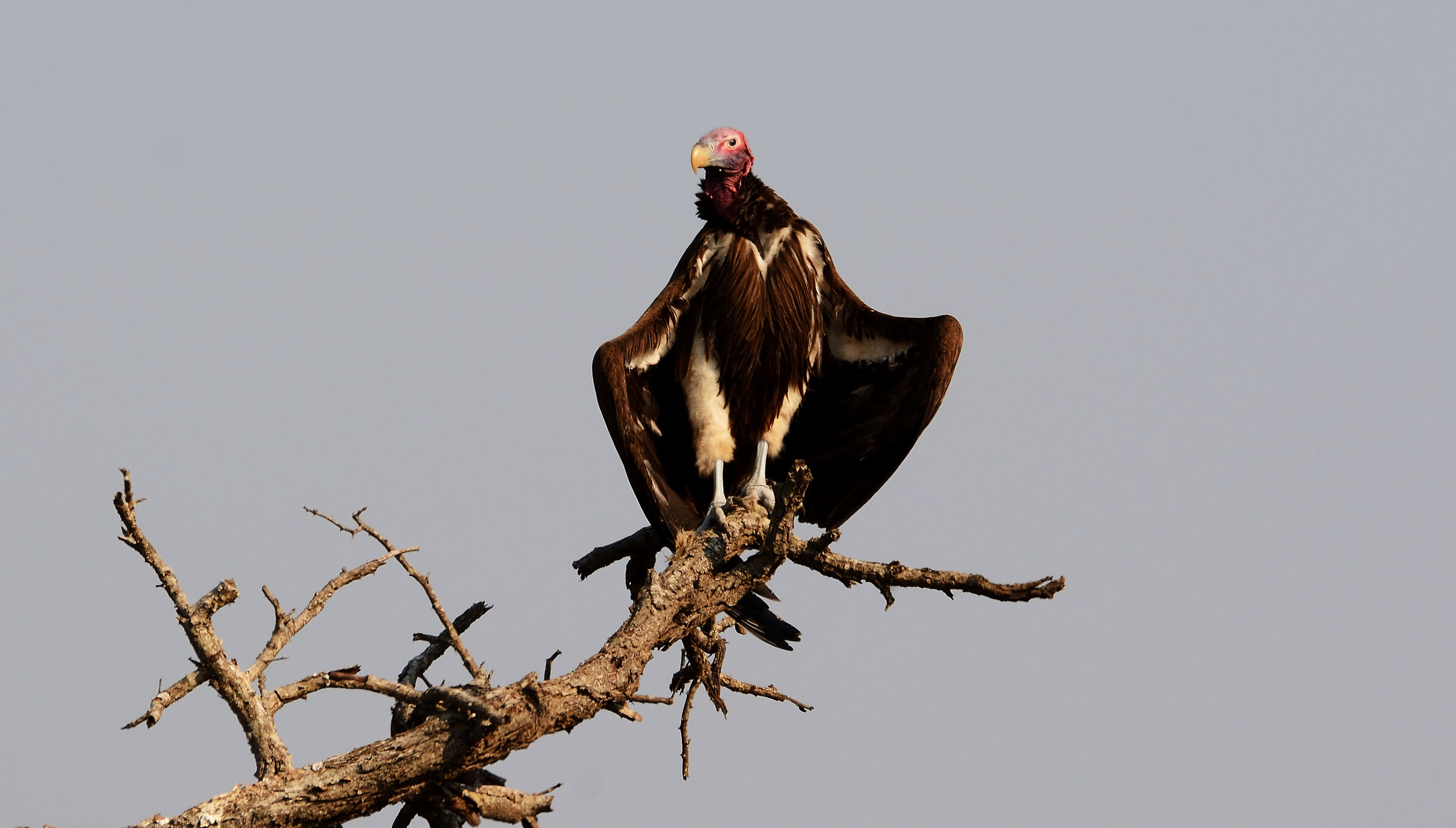 Vulture