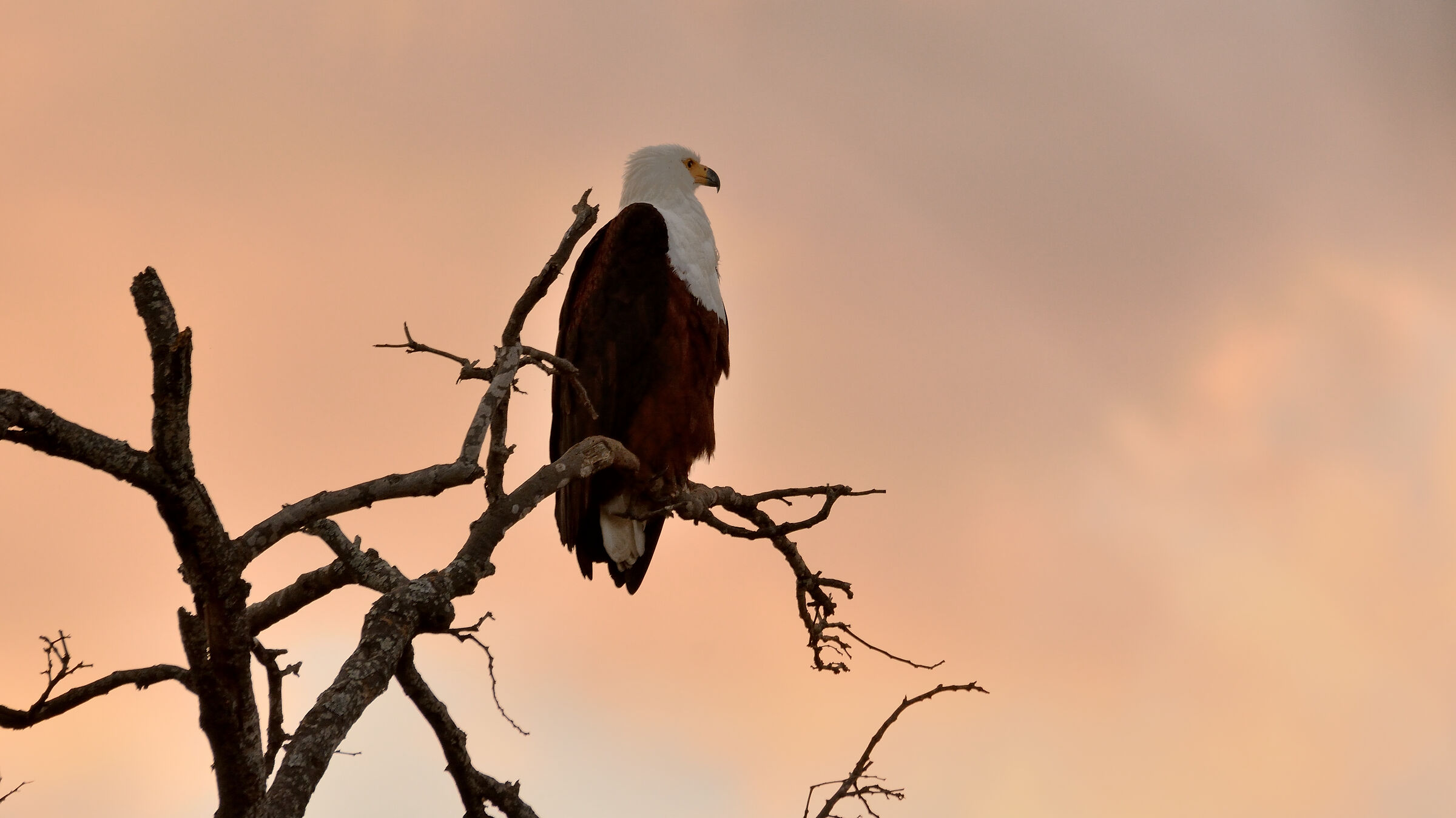 Fish Eagle