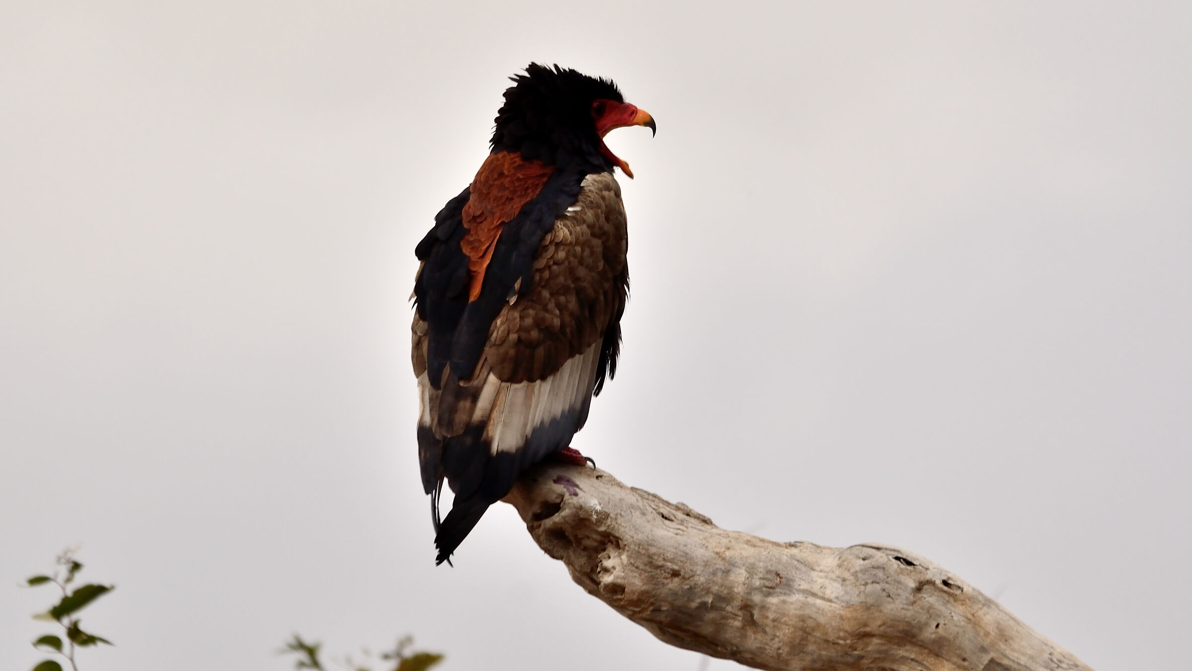 Bateleur