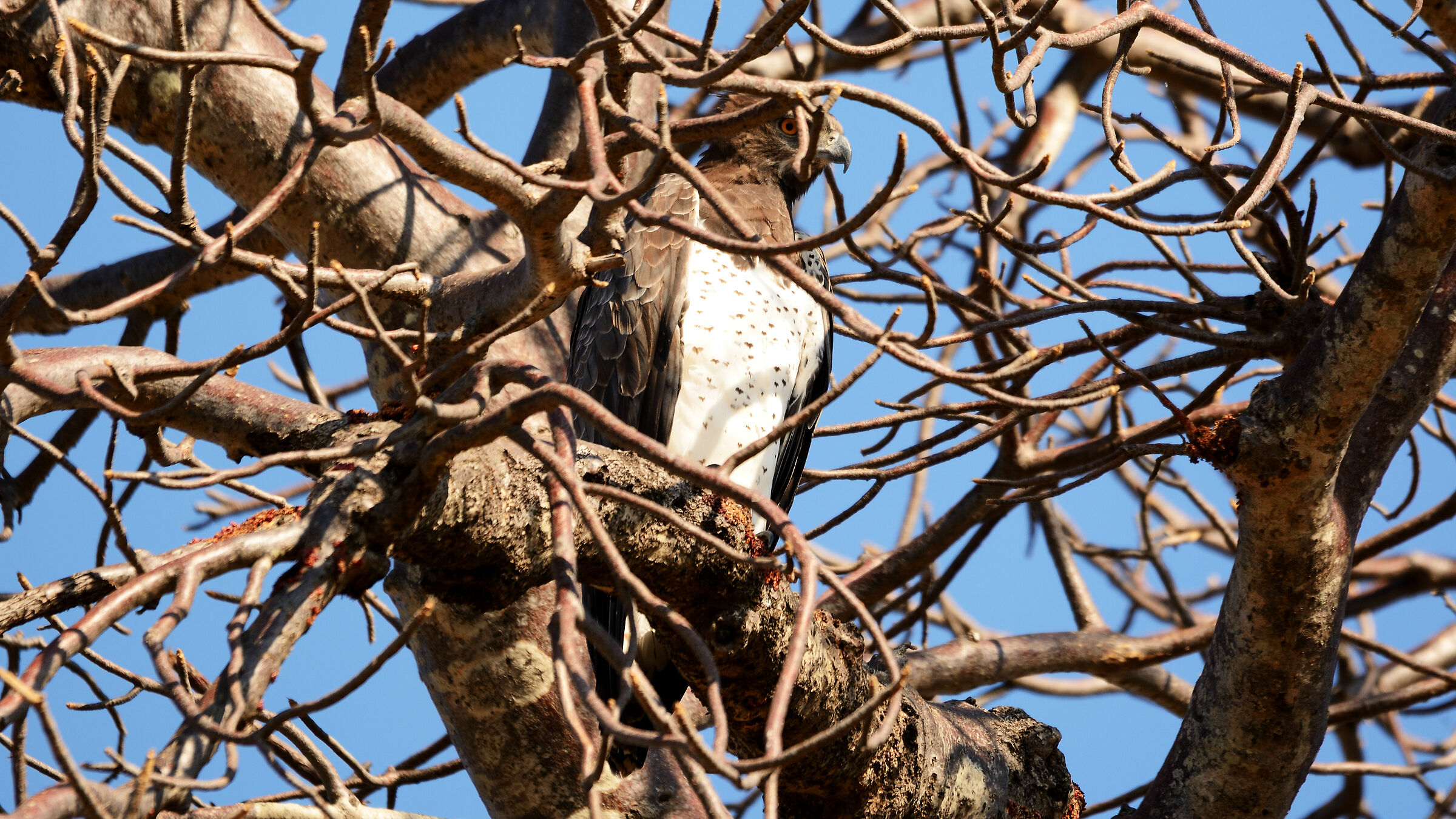 Martial Eagle