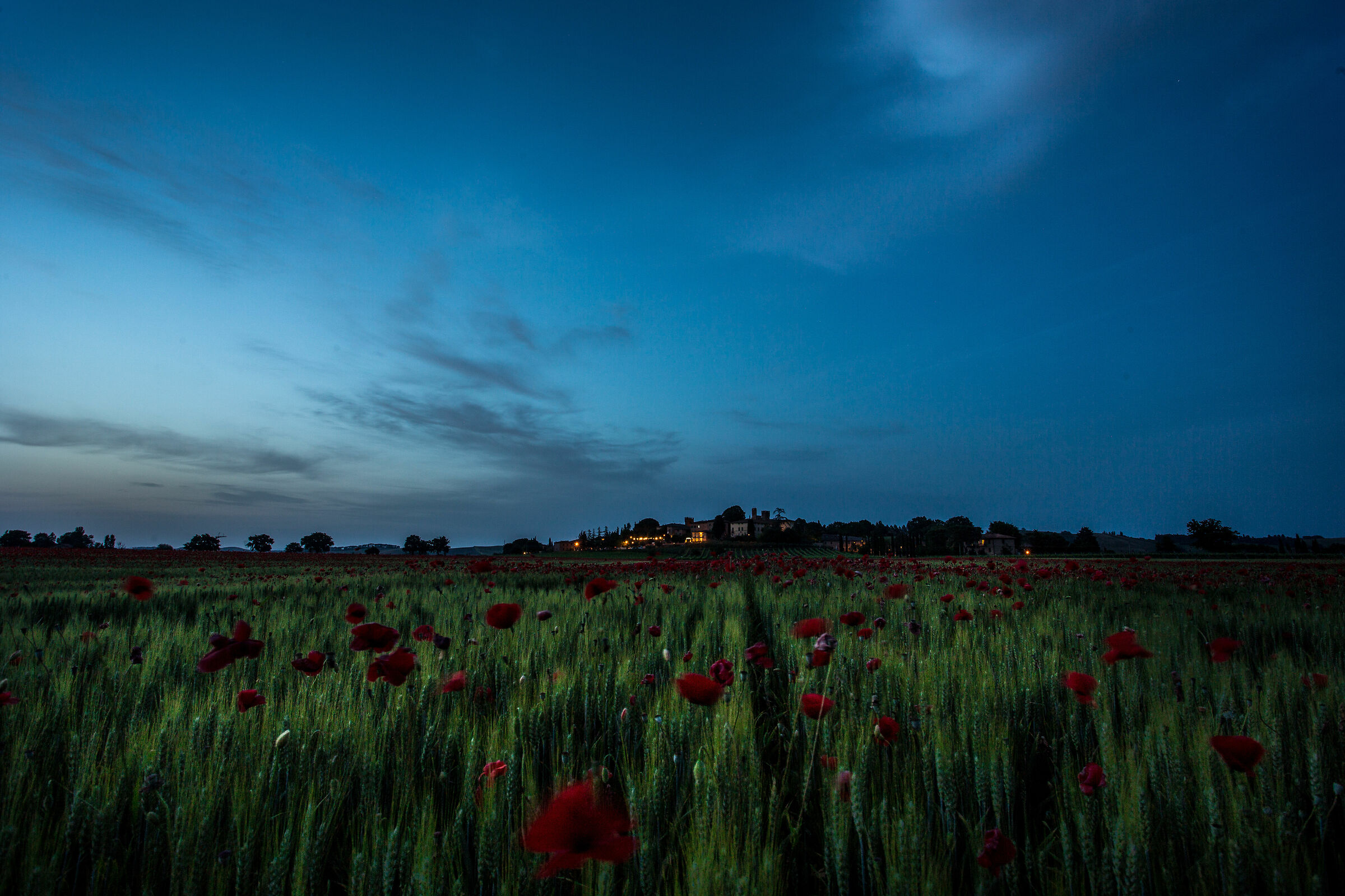 Mille papaveri rossi