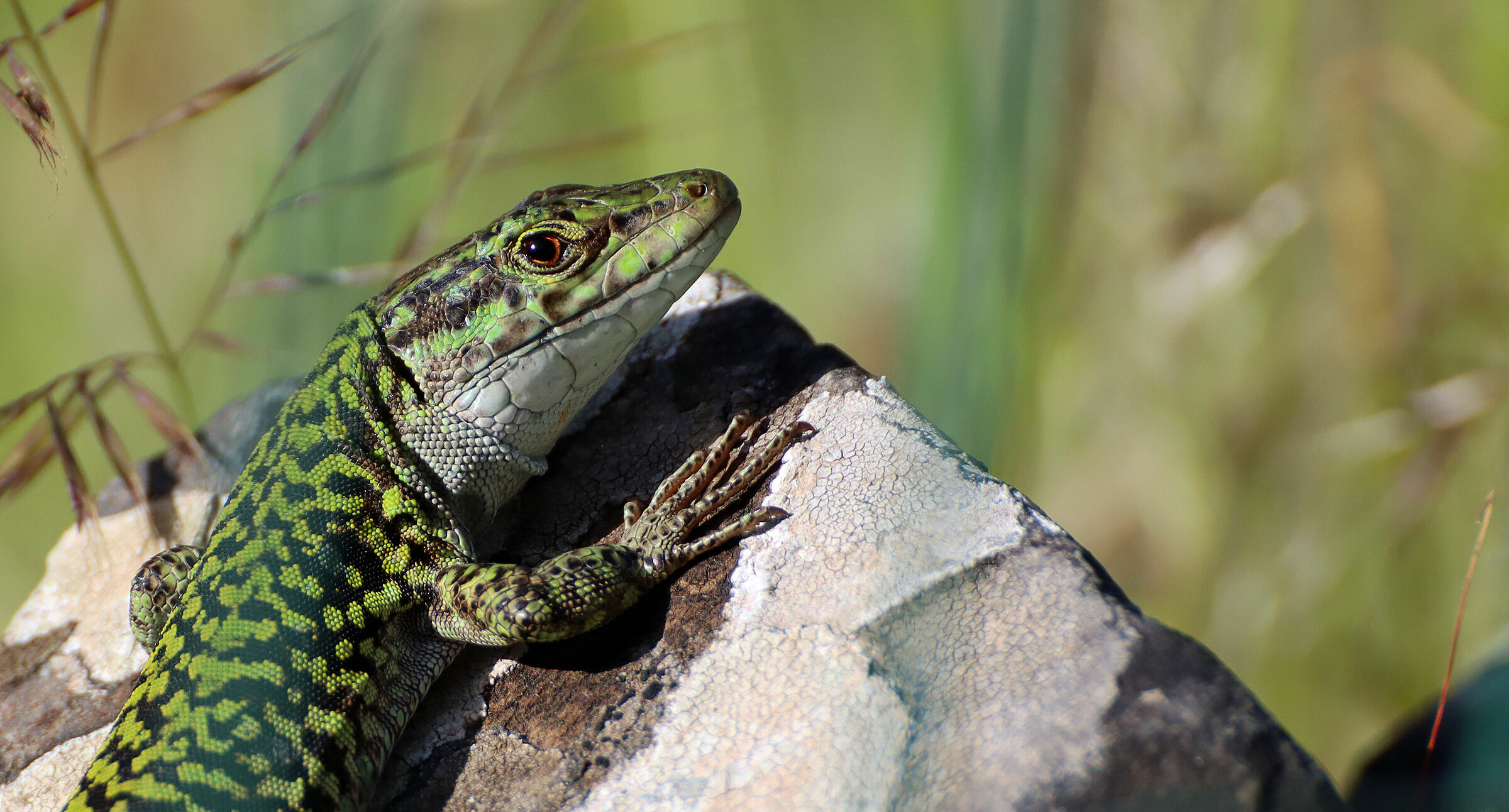 PODARCIA TILIGUERTA Lizard Sardinian