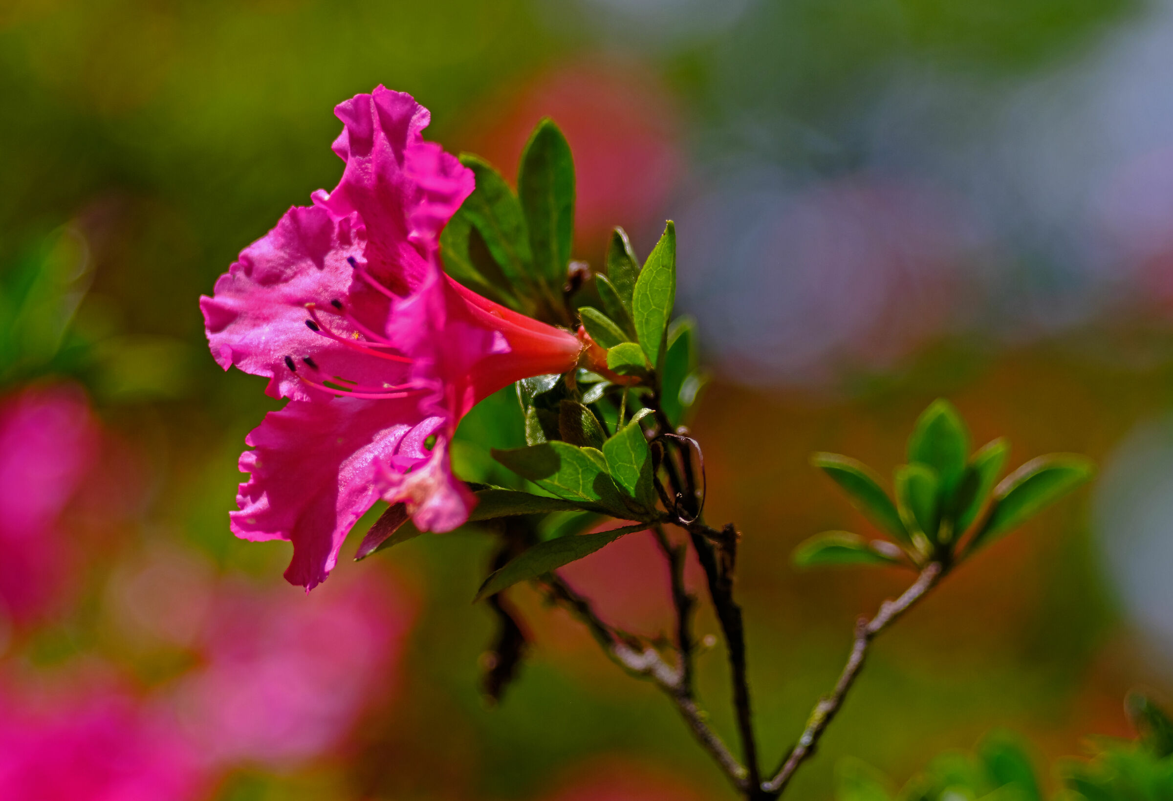 Magicamente Trioplan 12