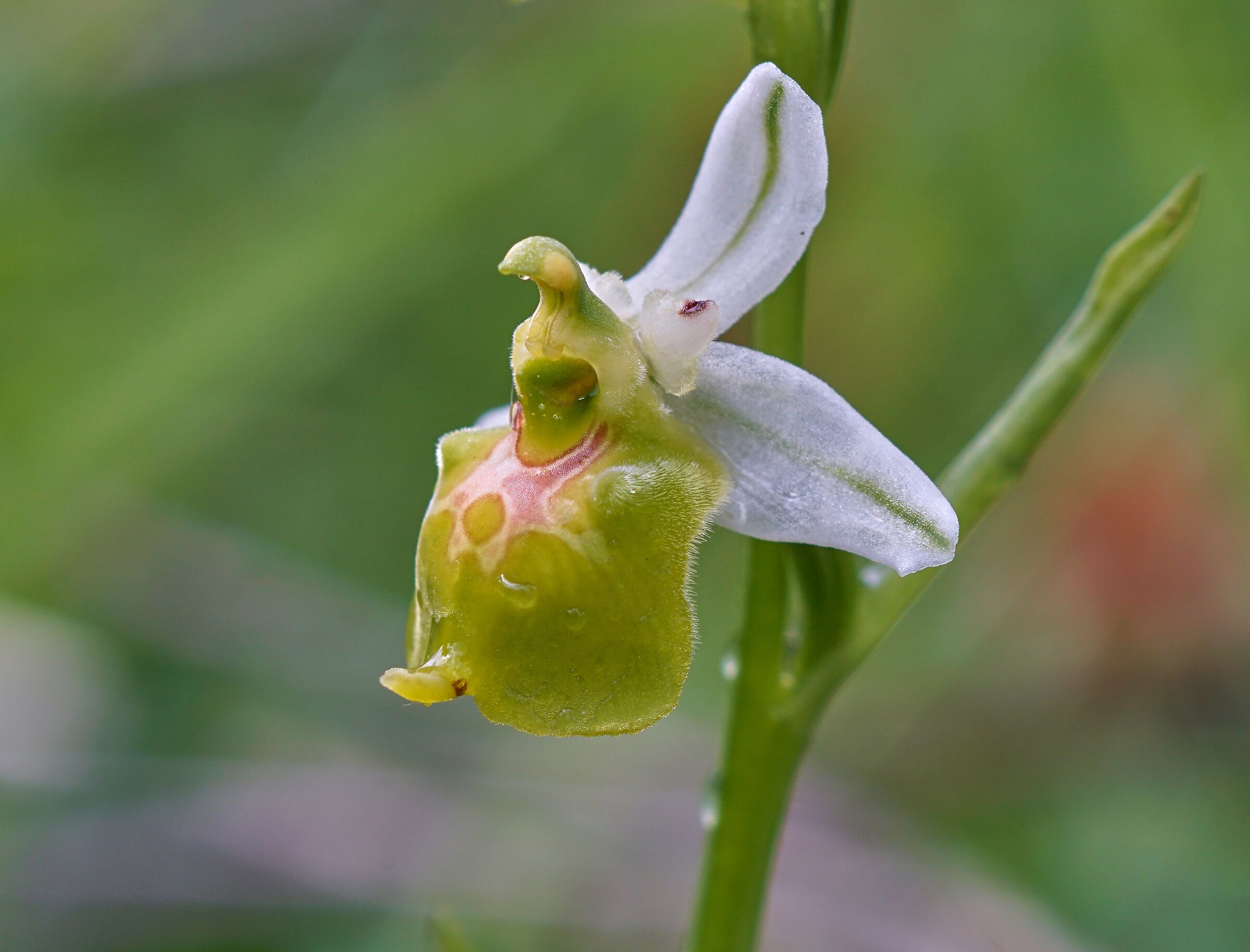 Ophrys holosericea subsp. gracilis(apocromica)