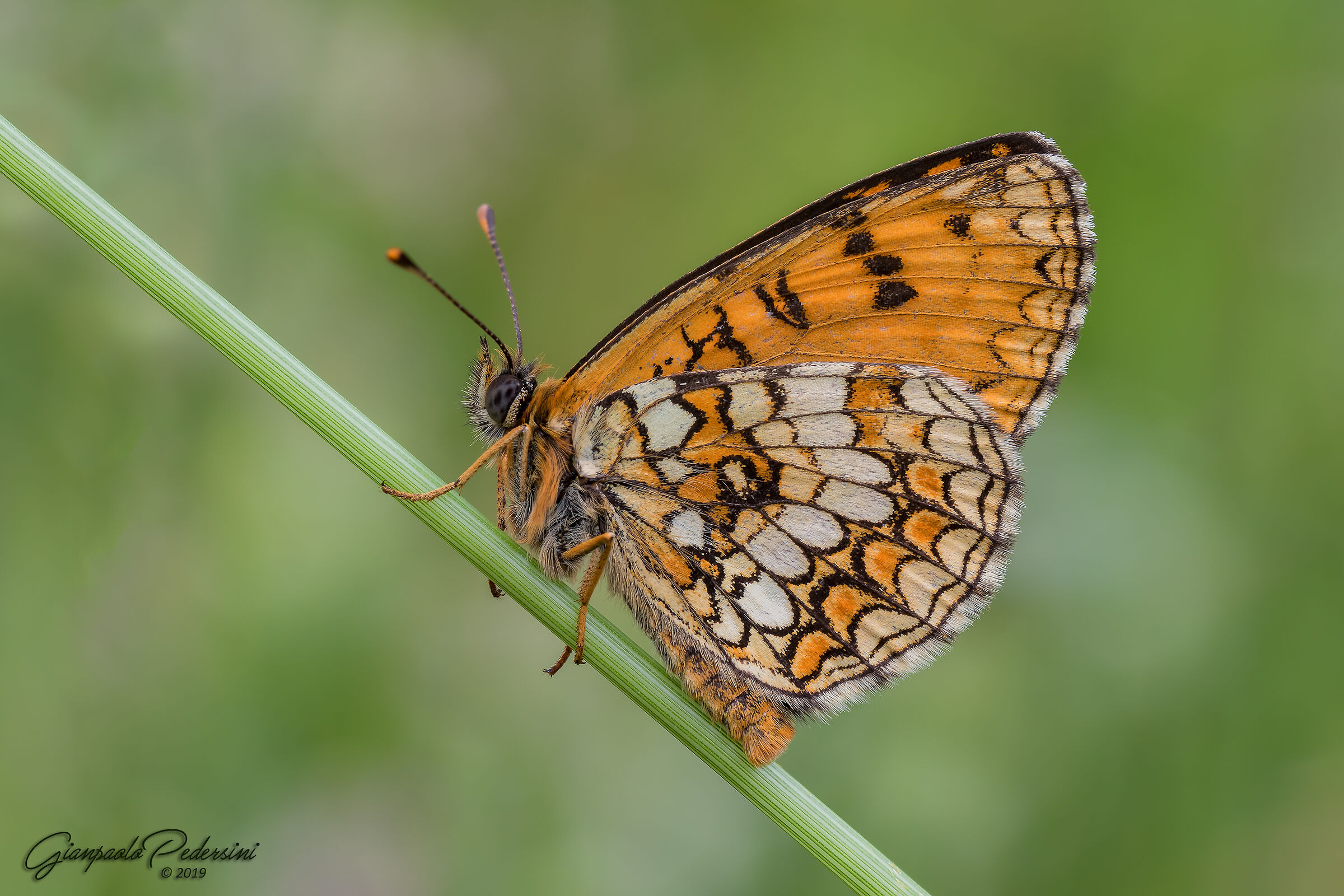 Melitaea athalia